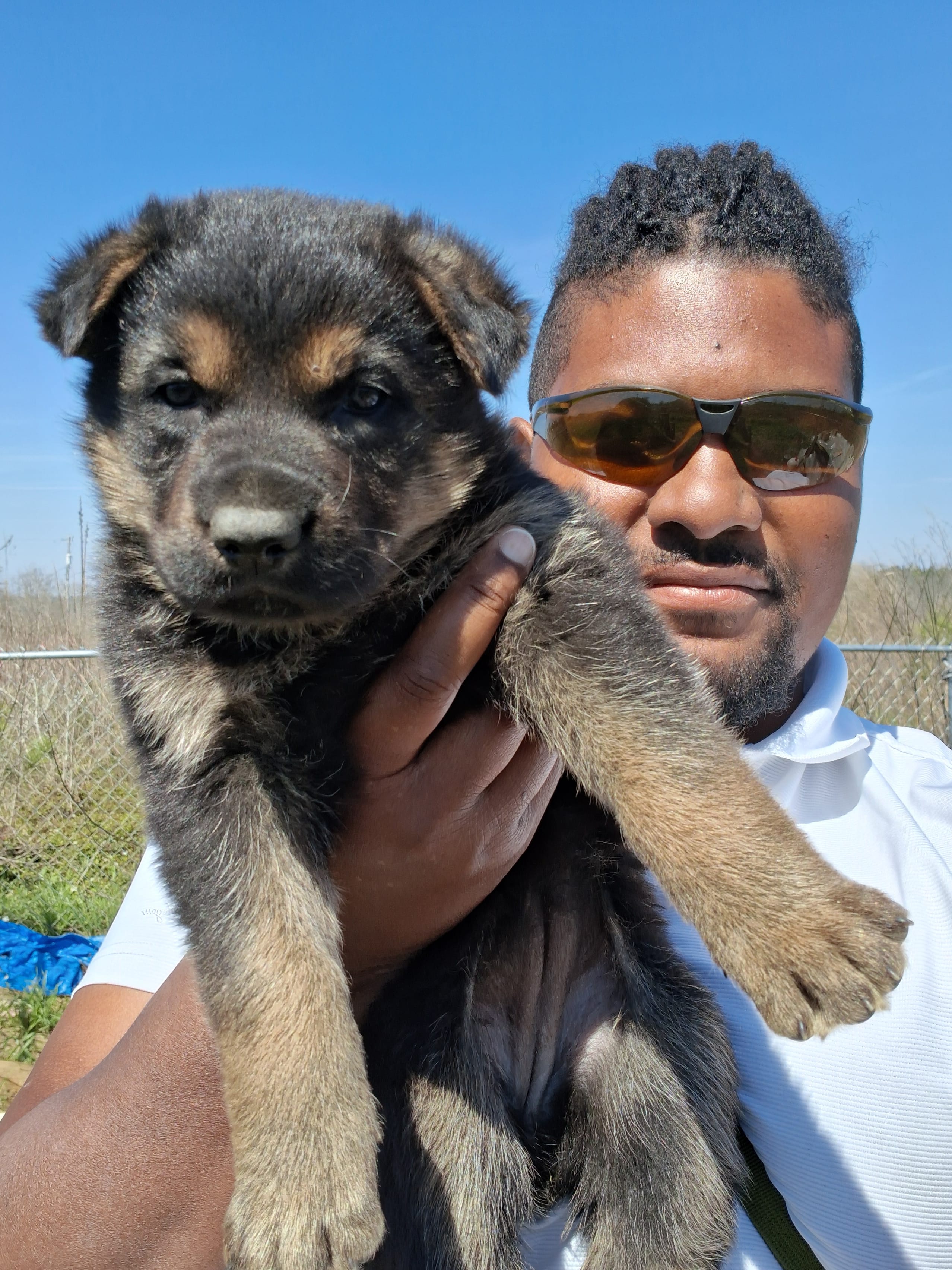 Unnamed – German Shepherd Dog puppy for sale in Prattville, AL