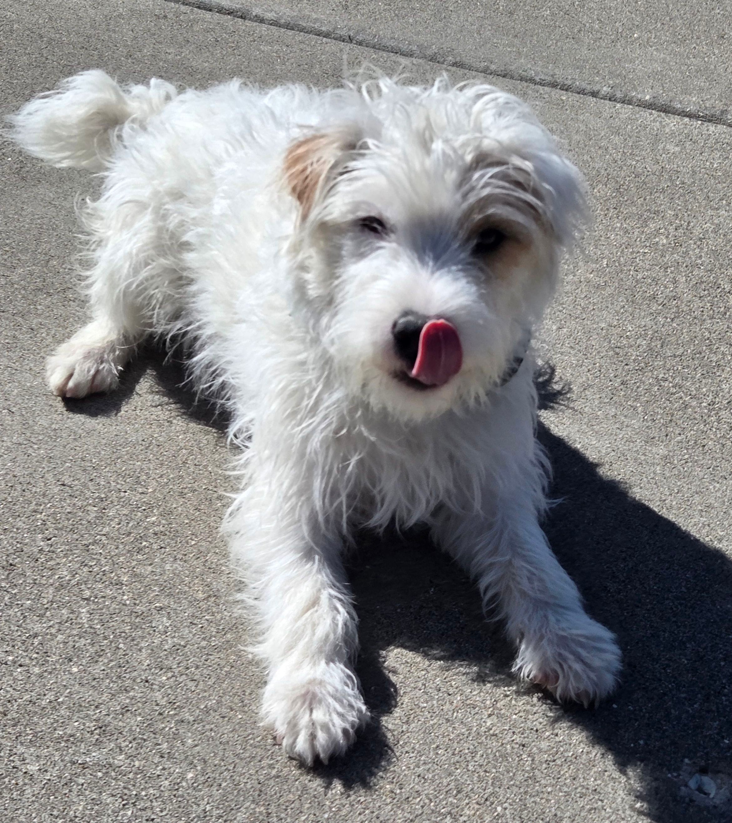 Seamus, a male Jack Russell Terrier for sale in Milan, IL – Photo 5 of 7