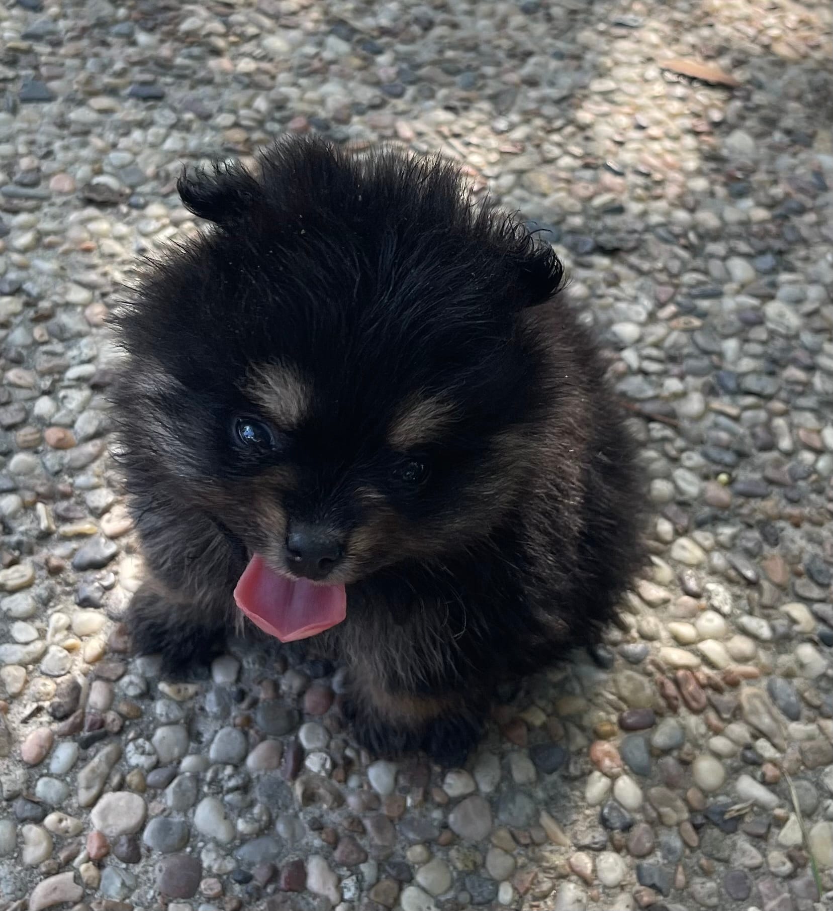 Black & tan – Pomeranian puppy for sale in Kingwood, TX