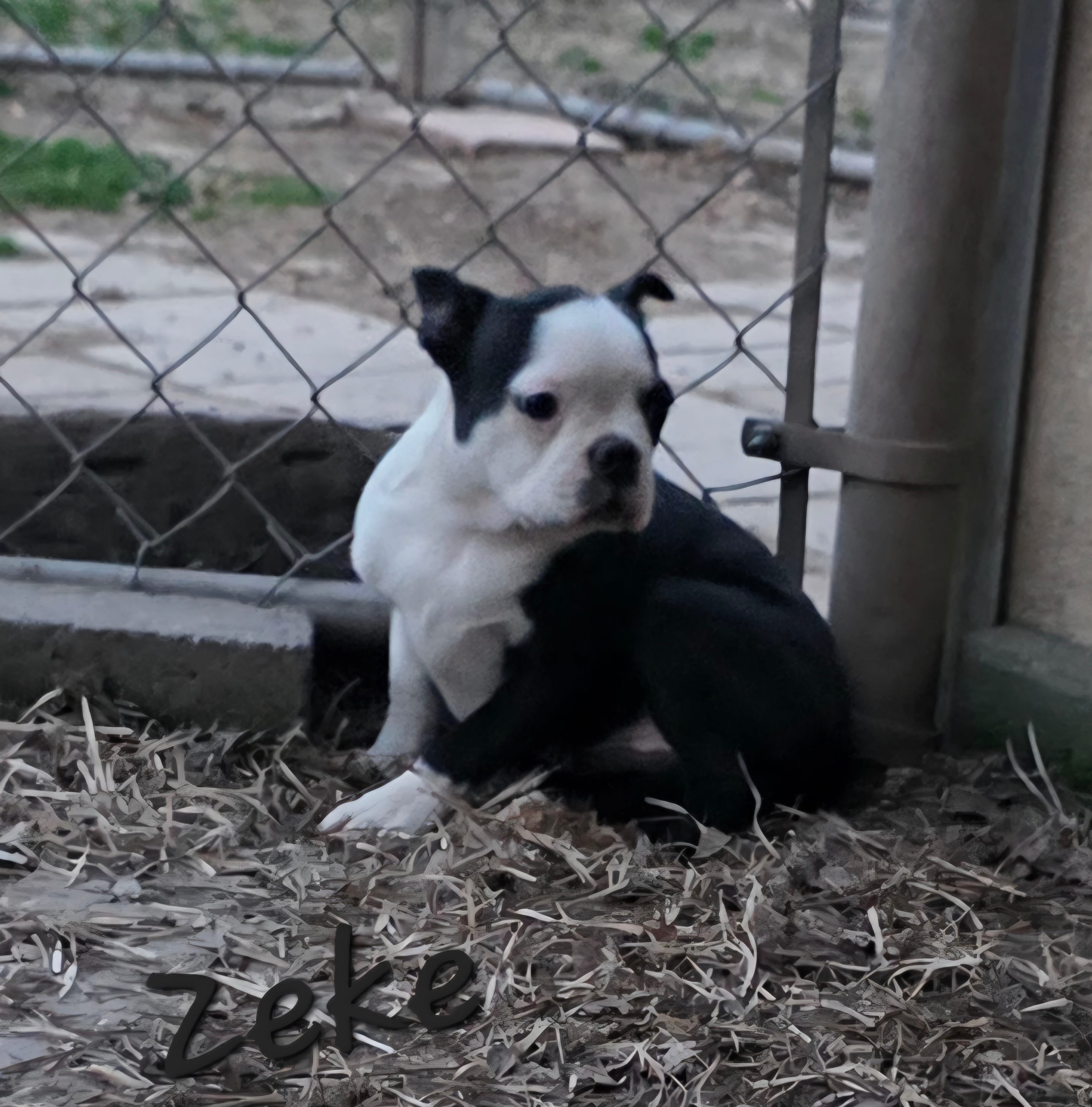 Zeke – Boston Terrier puppy for sale in Schuylkill Haven, PA