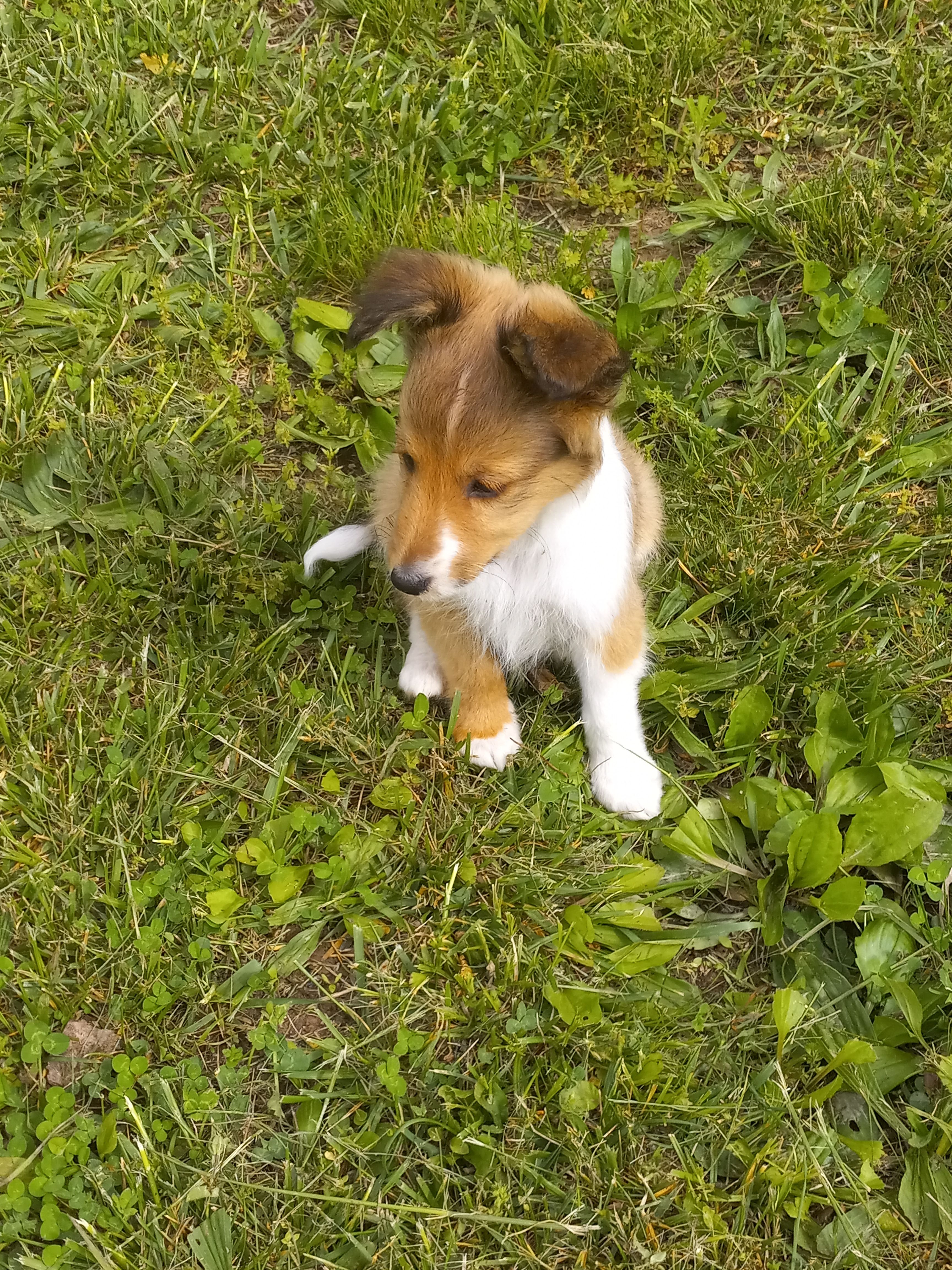 Molly – Shetland Sheepdog puppy for sale in Lebanon, MO