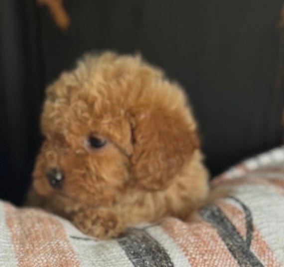 Bambi – Goldendoodle puppy for sale in Harrison, AR