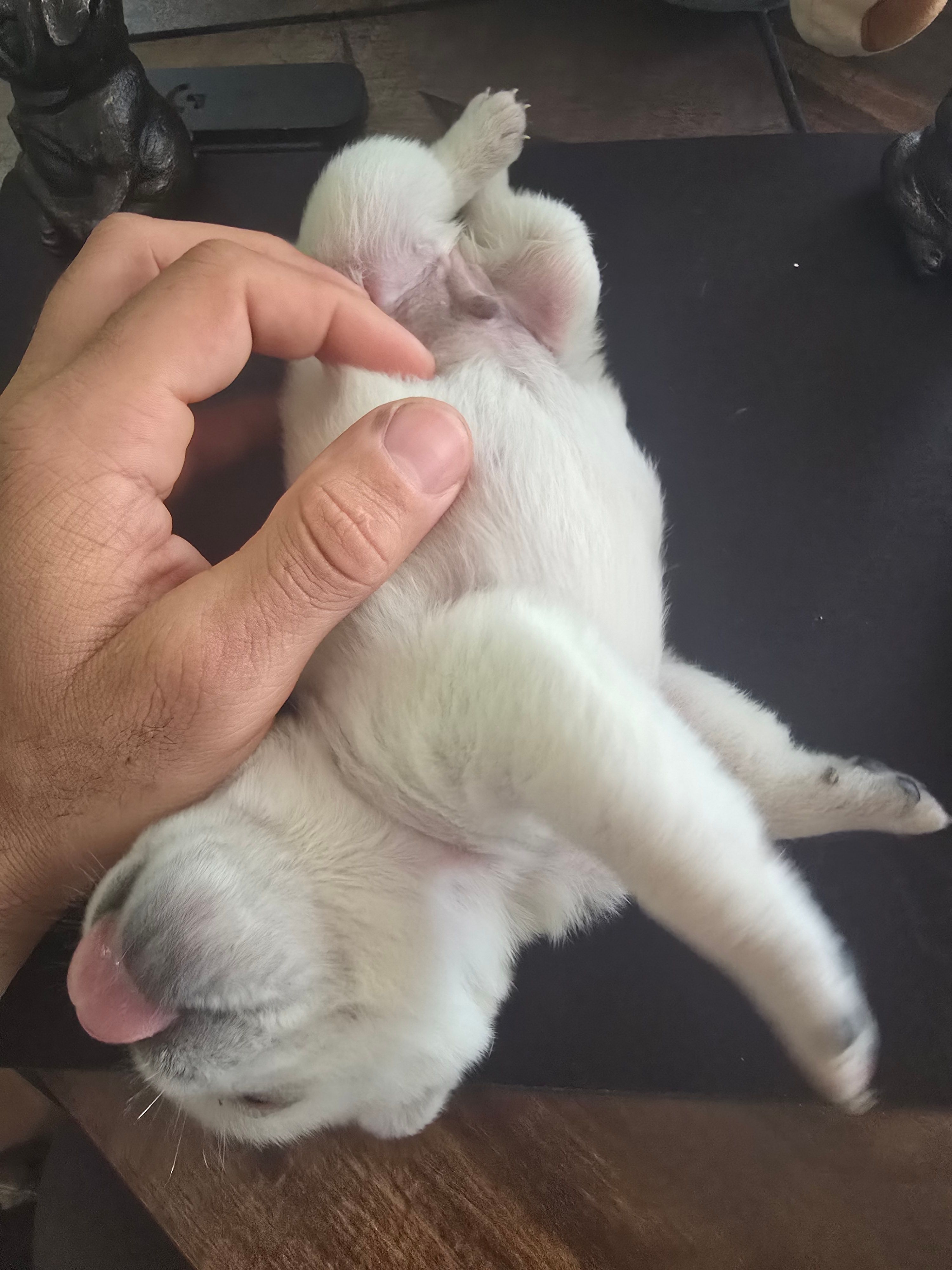 Stripe – Pug puppy for sale in New Ipswich, NH