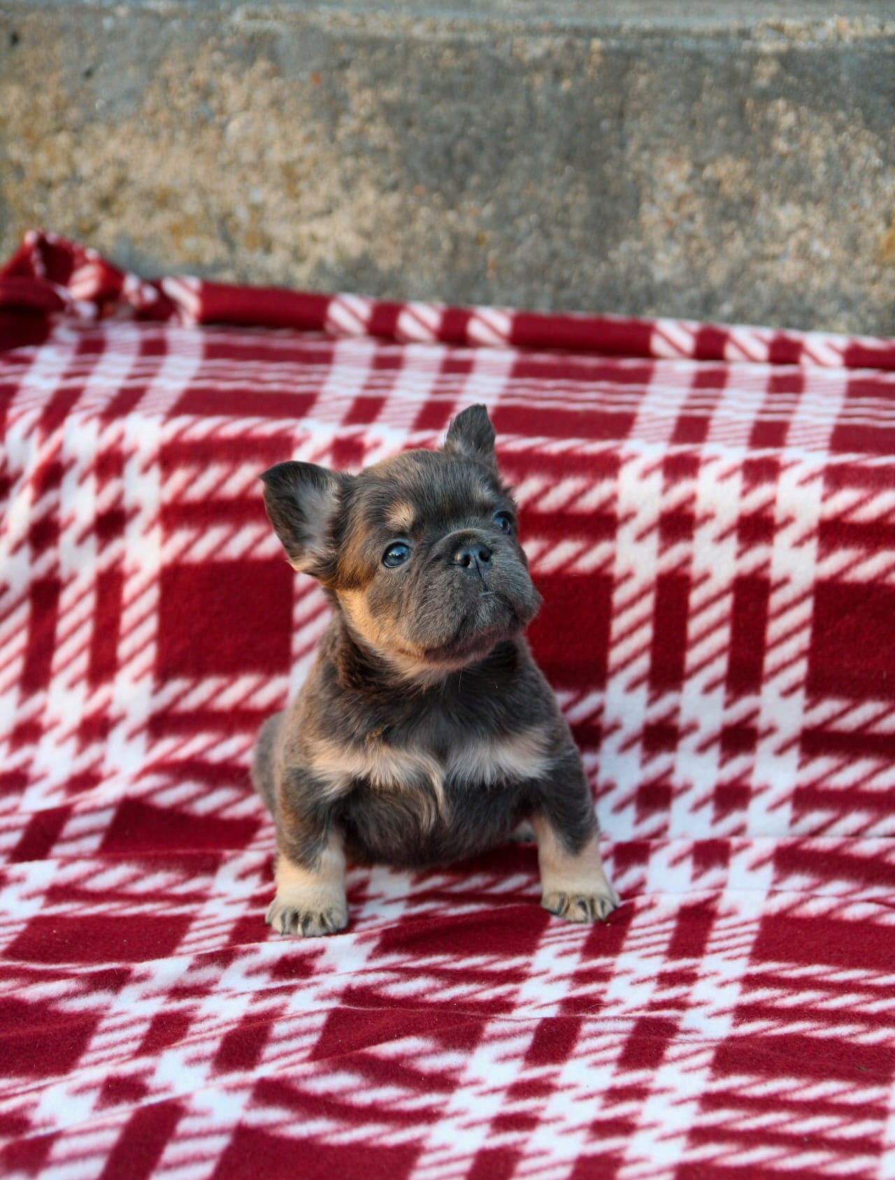 Nyla – Blue & Tan Fluffy Female 💙🤎 – French Bulldog puppy for sale in Nashville, TN