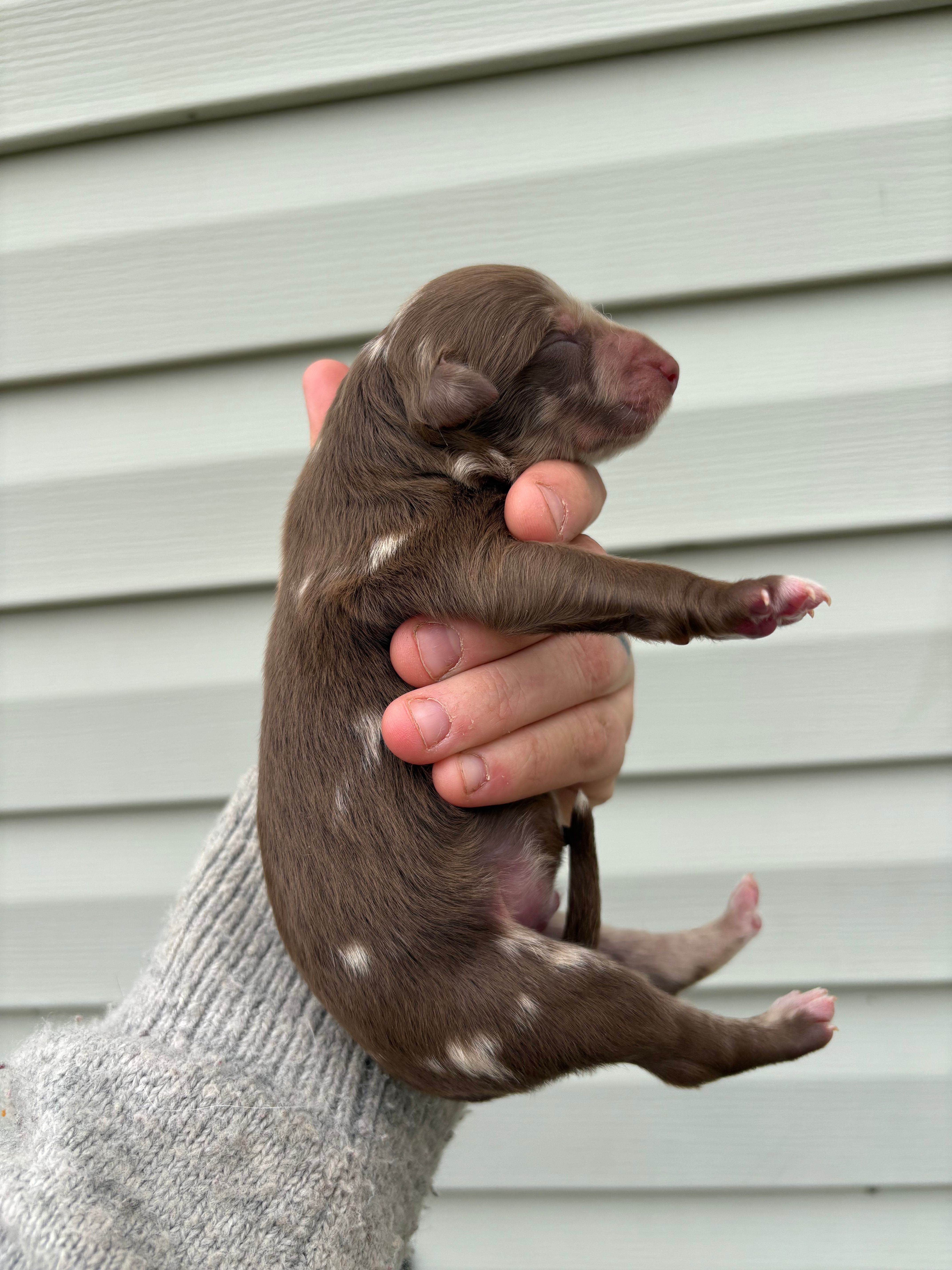 Yellow Puppy – Australian Shepherd puppy for sale in Martville, NY
