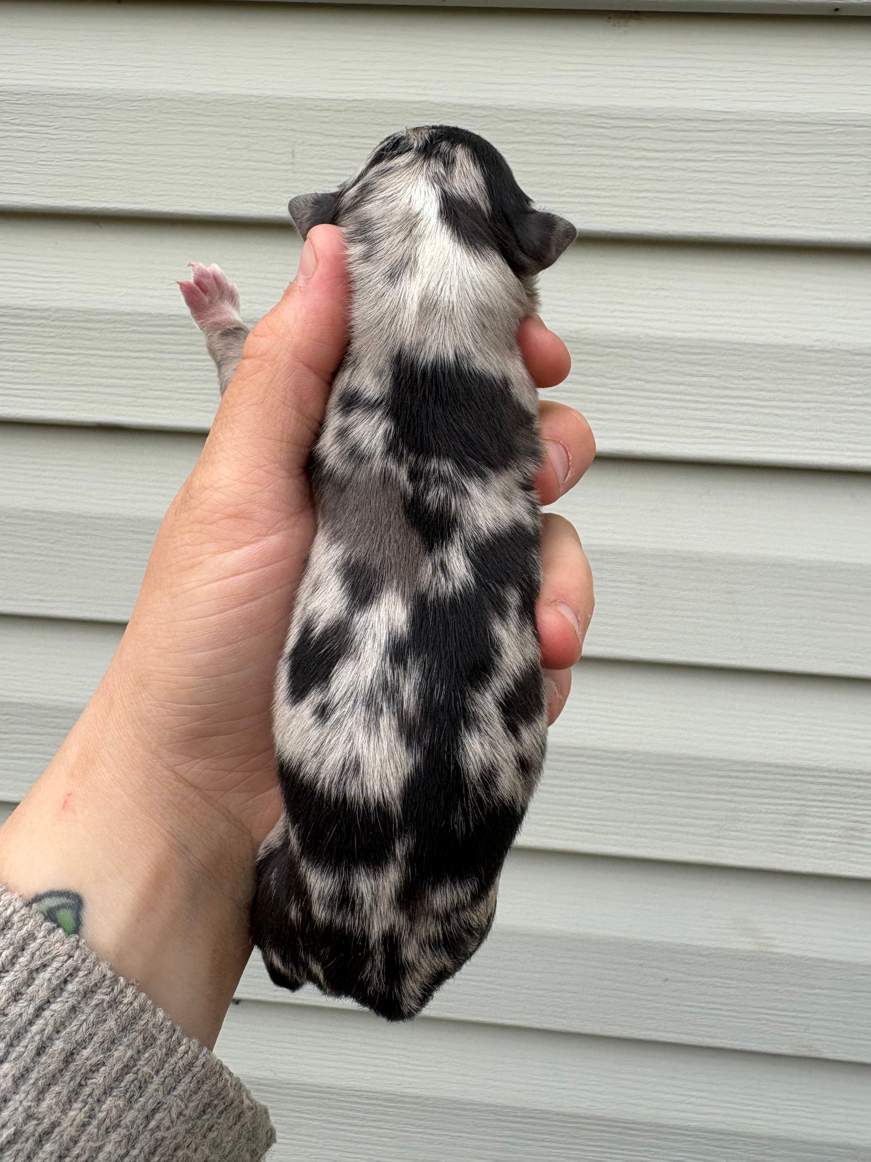 Grey Puppy – Australian Shepherd puppy for sale in Martville, NY