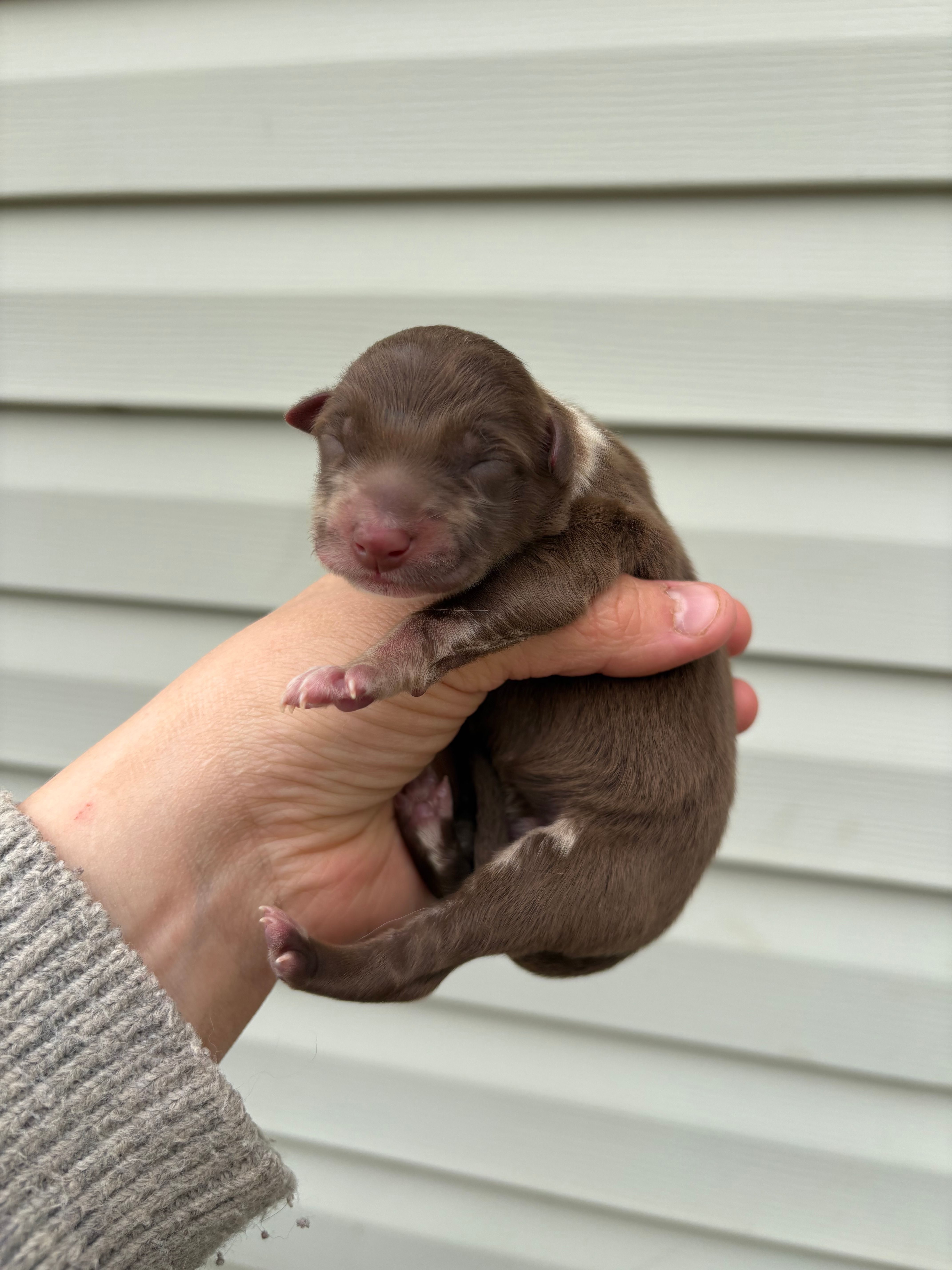 Green Puppy – Australian Shepherd puppy for sale in Martville, NY