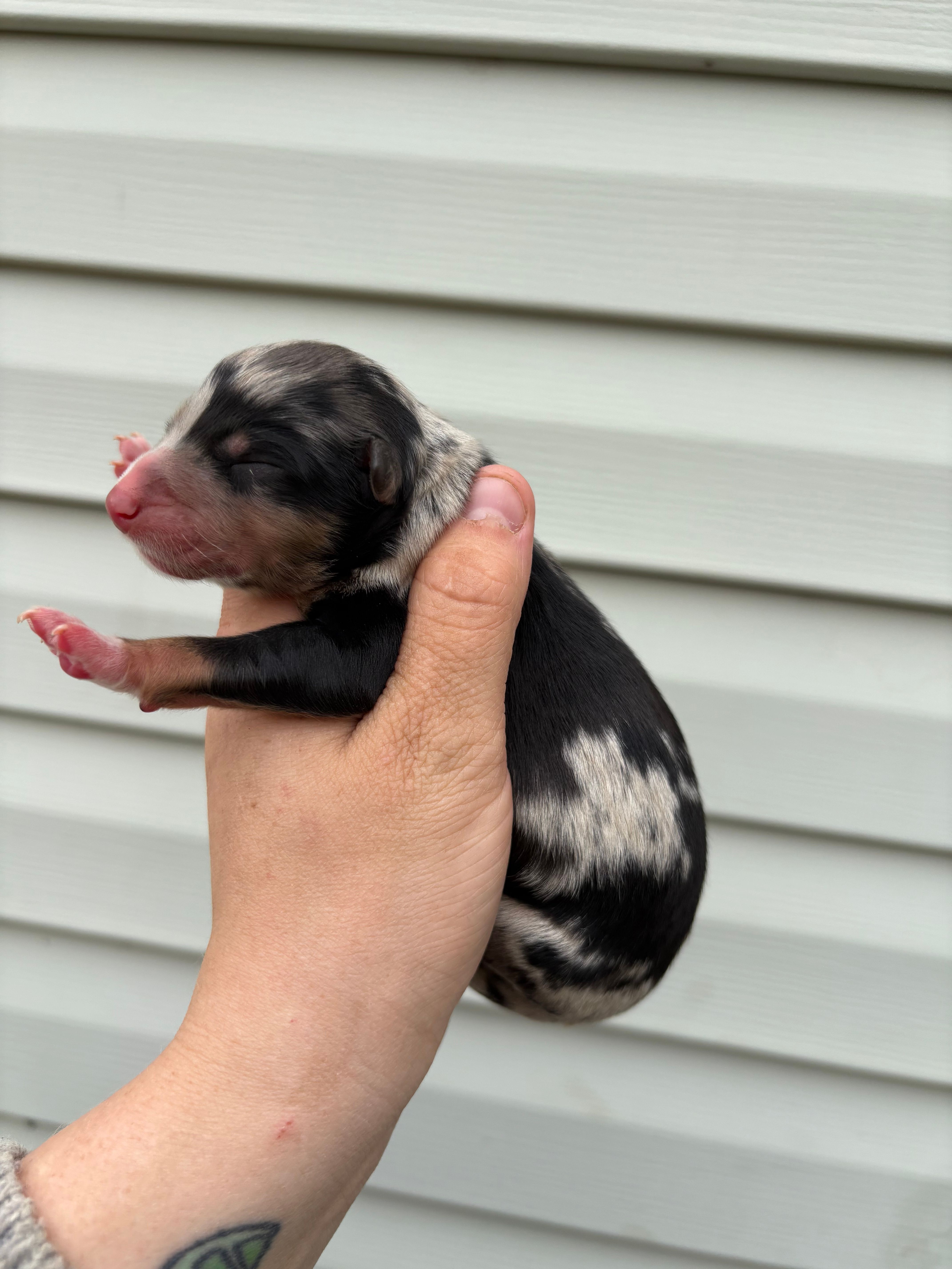 Purple Puppy – Australian Shepherd puppy for sale in Martville, NY