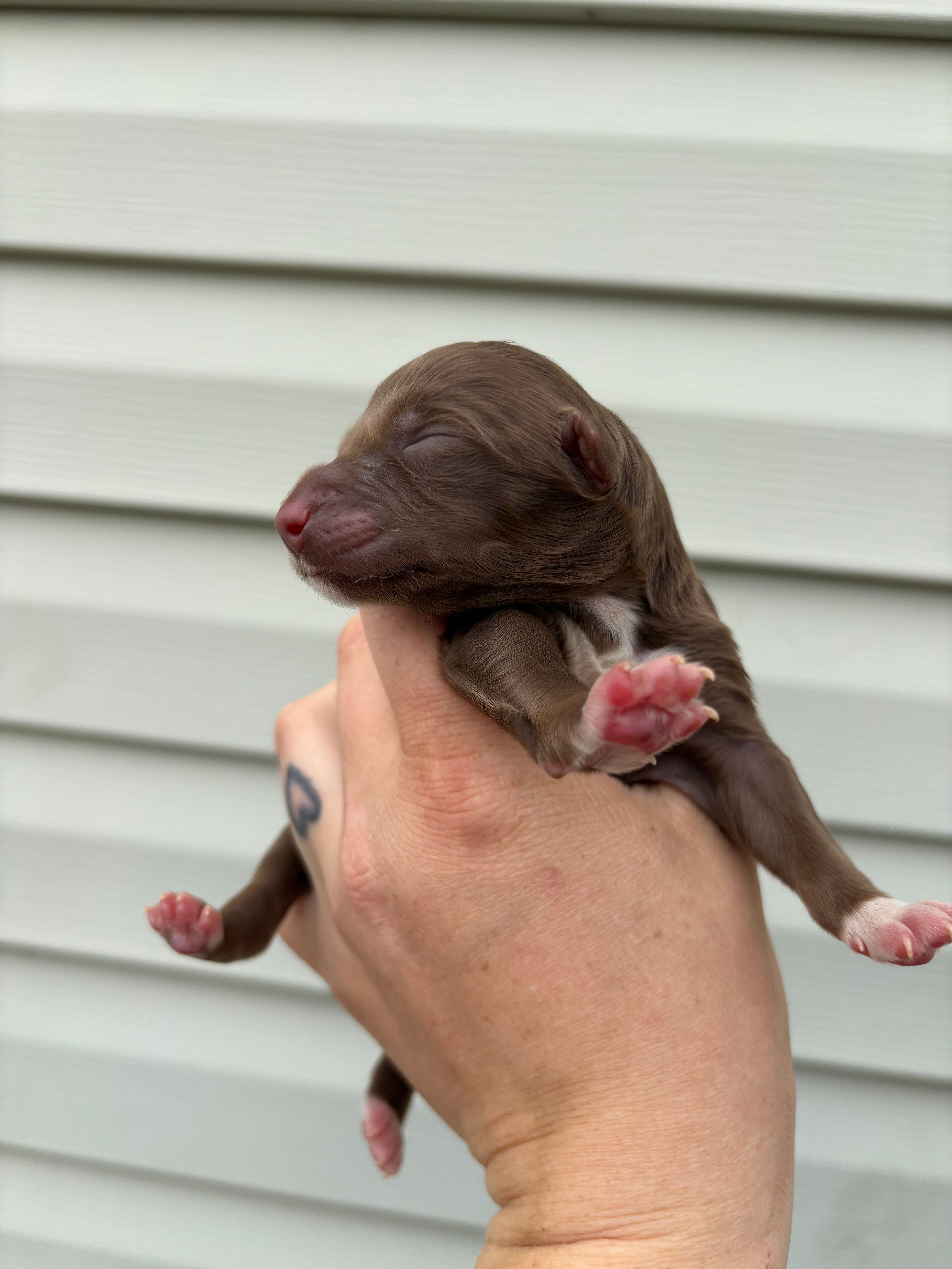 Pink Puppy – Australian Shepherd puppy for sale in Martville, NY
