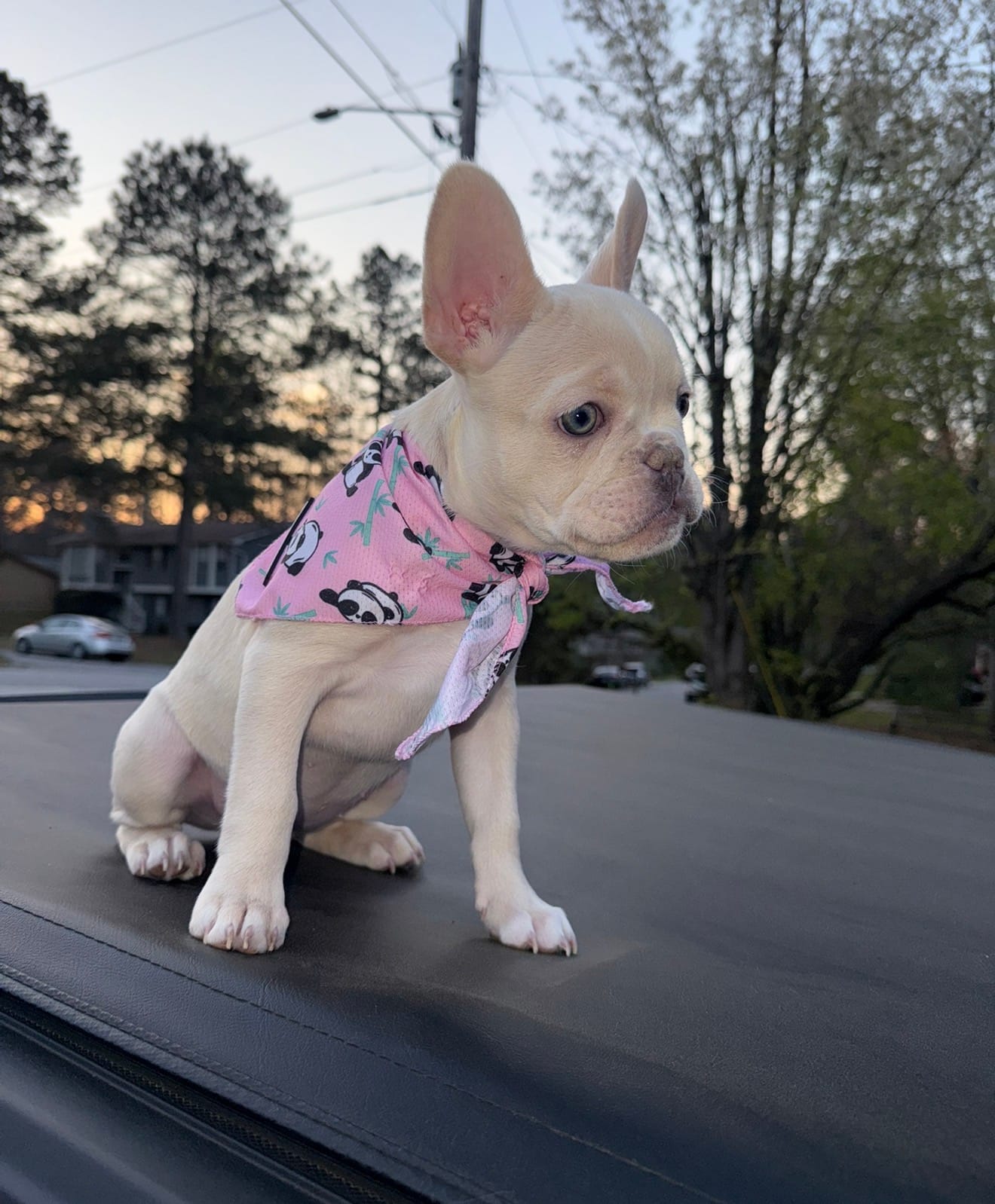 Pink – French Bulldog puppy for sale in Buford, GA