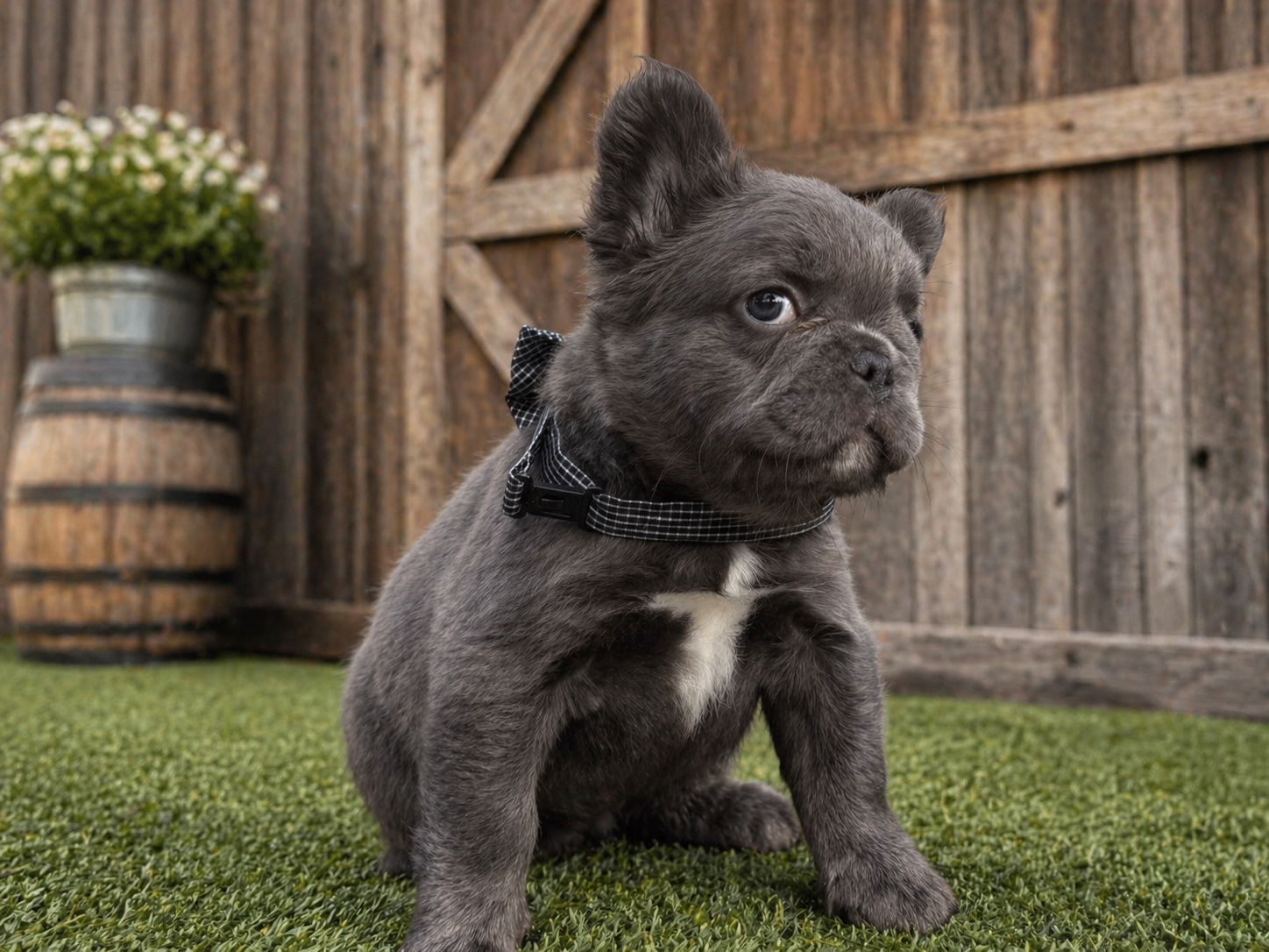 Visual Fluffy aka Max – French Bulldog puppy for sale in Virginia Beach, VA