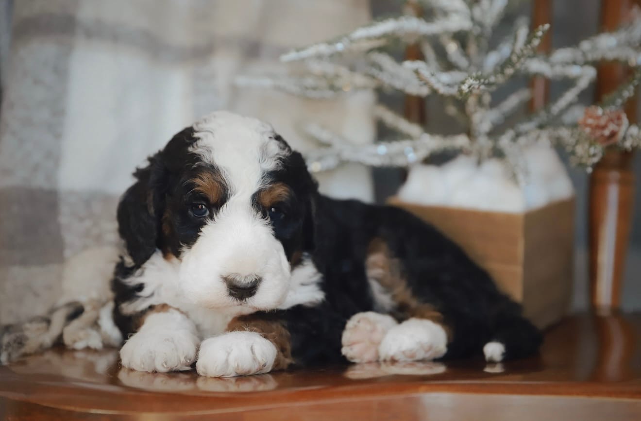 F1 Female , a female Bernedoodle for sale in Denver, CO – Photo 2 of 5