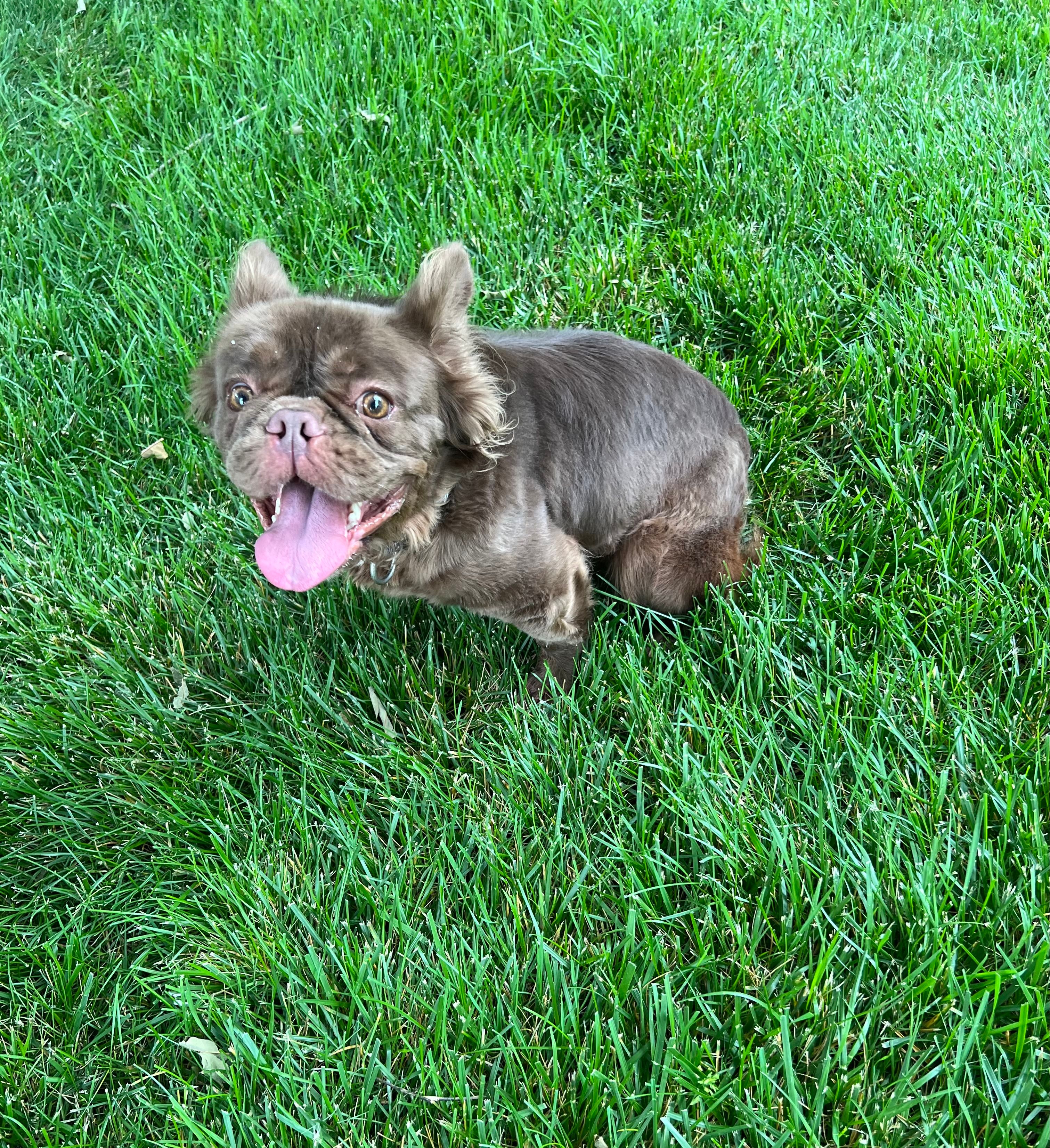 Mocha – French Bulldog puppy for sale in St. Louis, MO