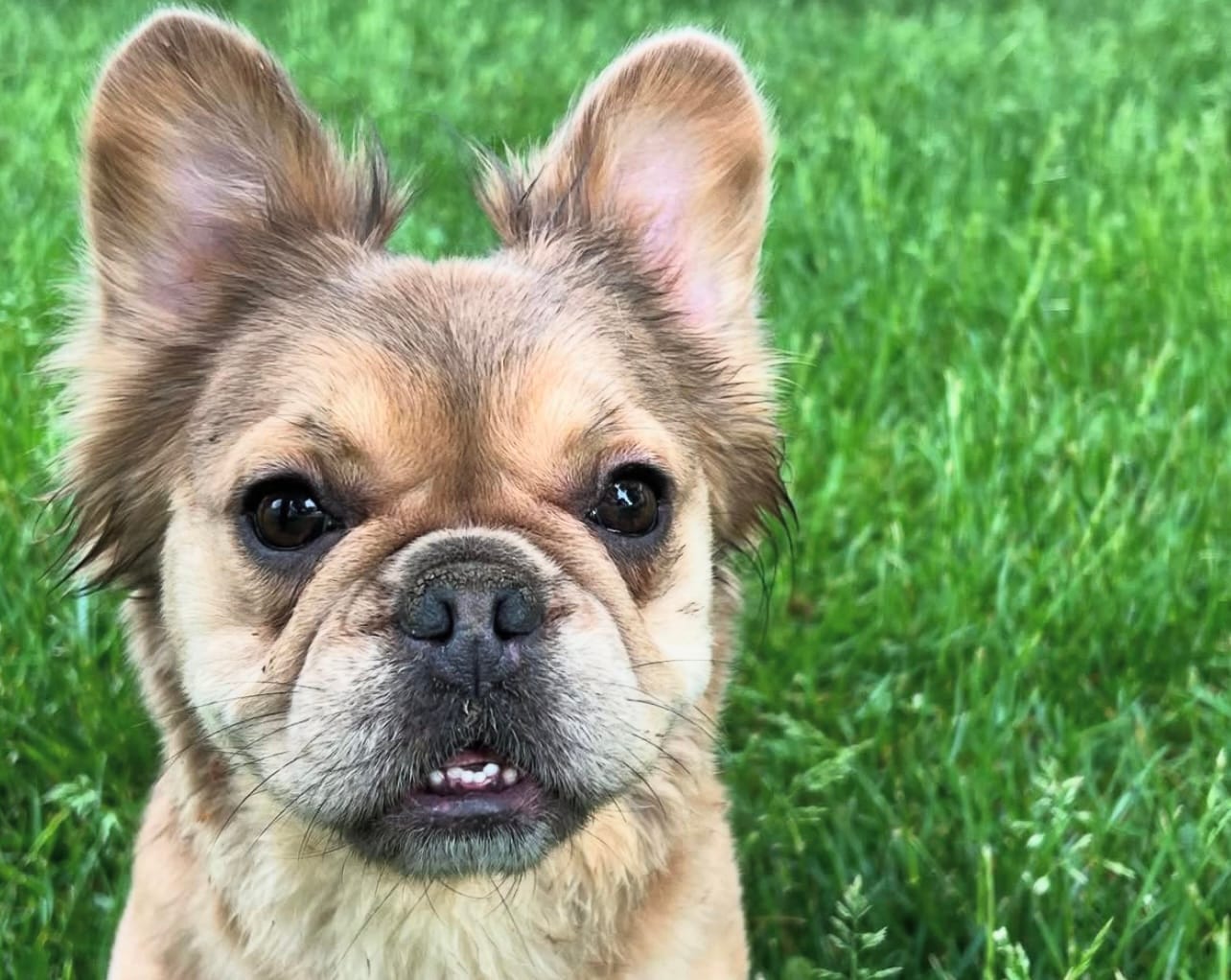 Ladybug – French Bulldog puppy for sale in St. Louis, MO