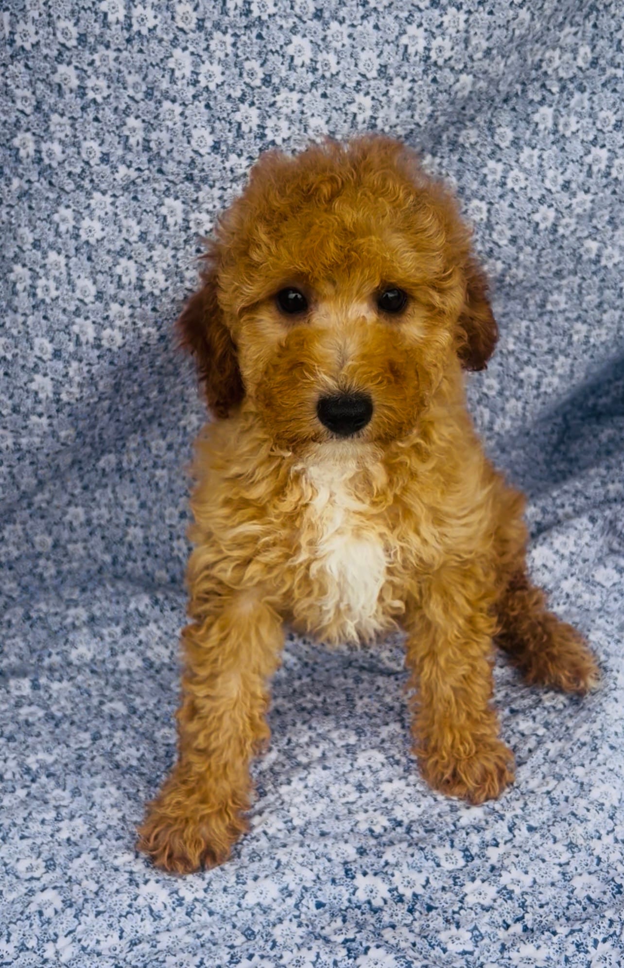 Coast  – Poodle - Miniature  puppy for sale in Elkton, KY