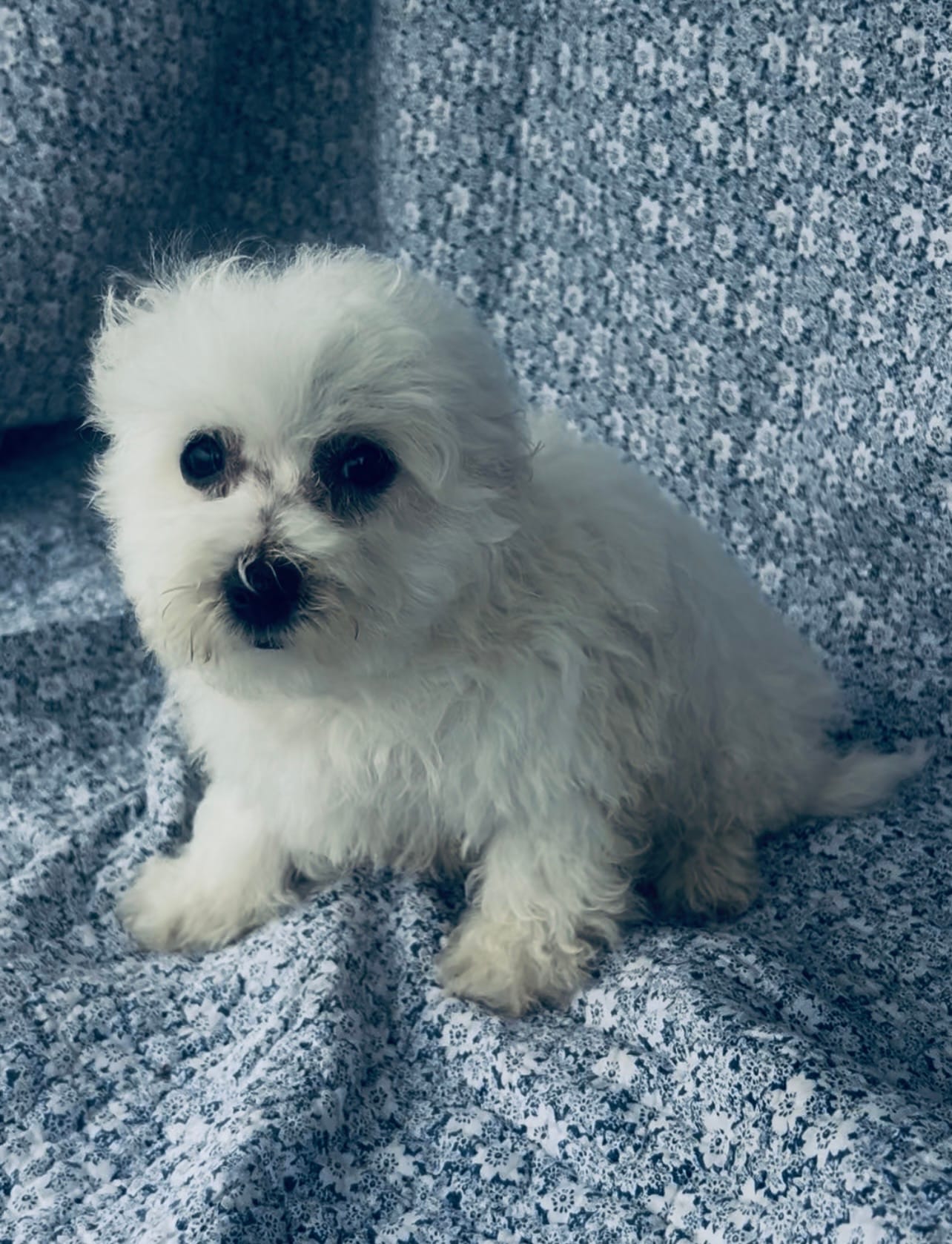 Ophelia  – Bichon Frise puppy for sale in Elkton, KY