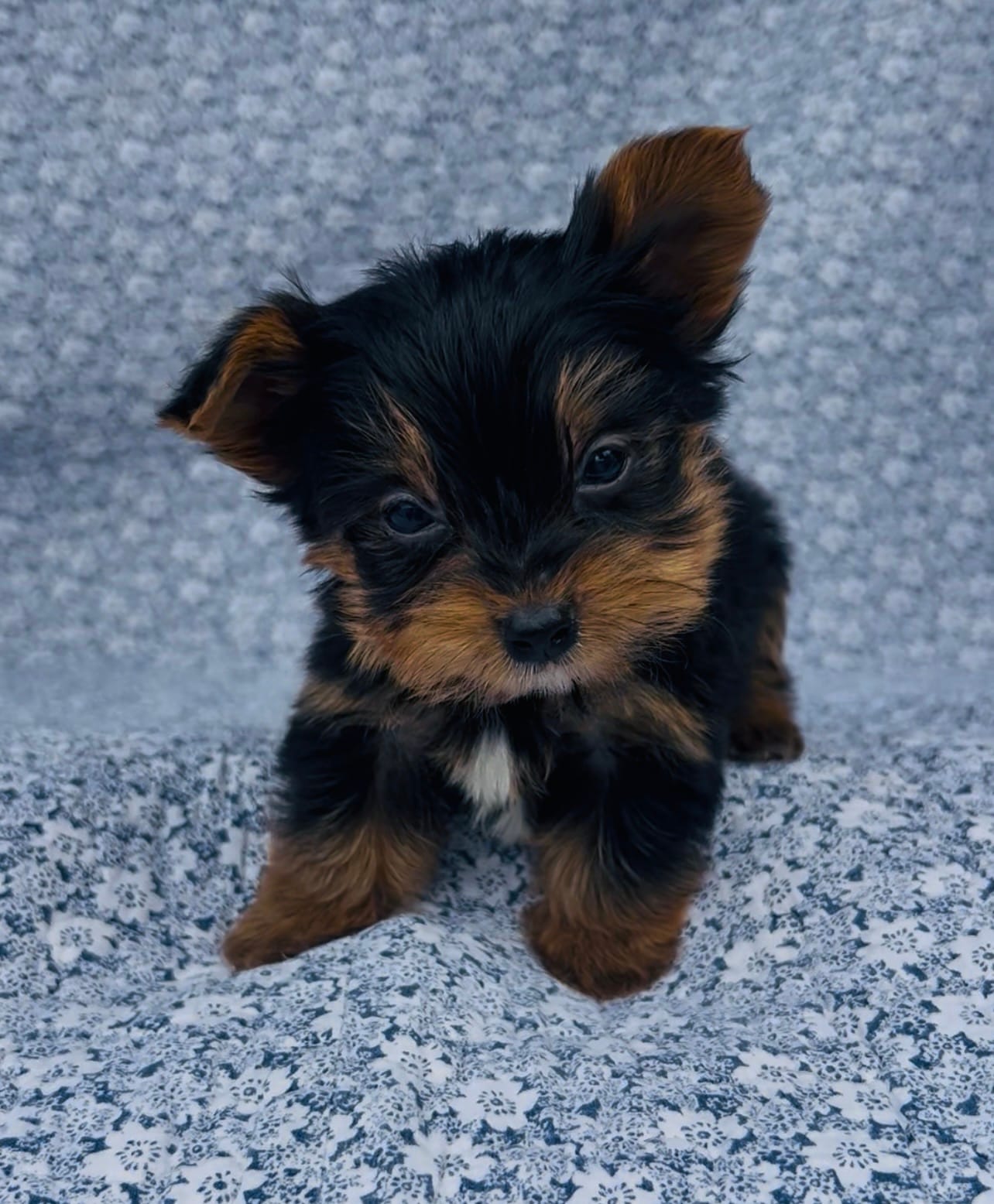 Pepper  – Yorkshire Terrier puppy for sale in Elkton, KY