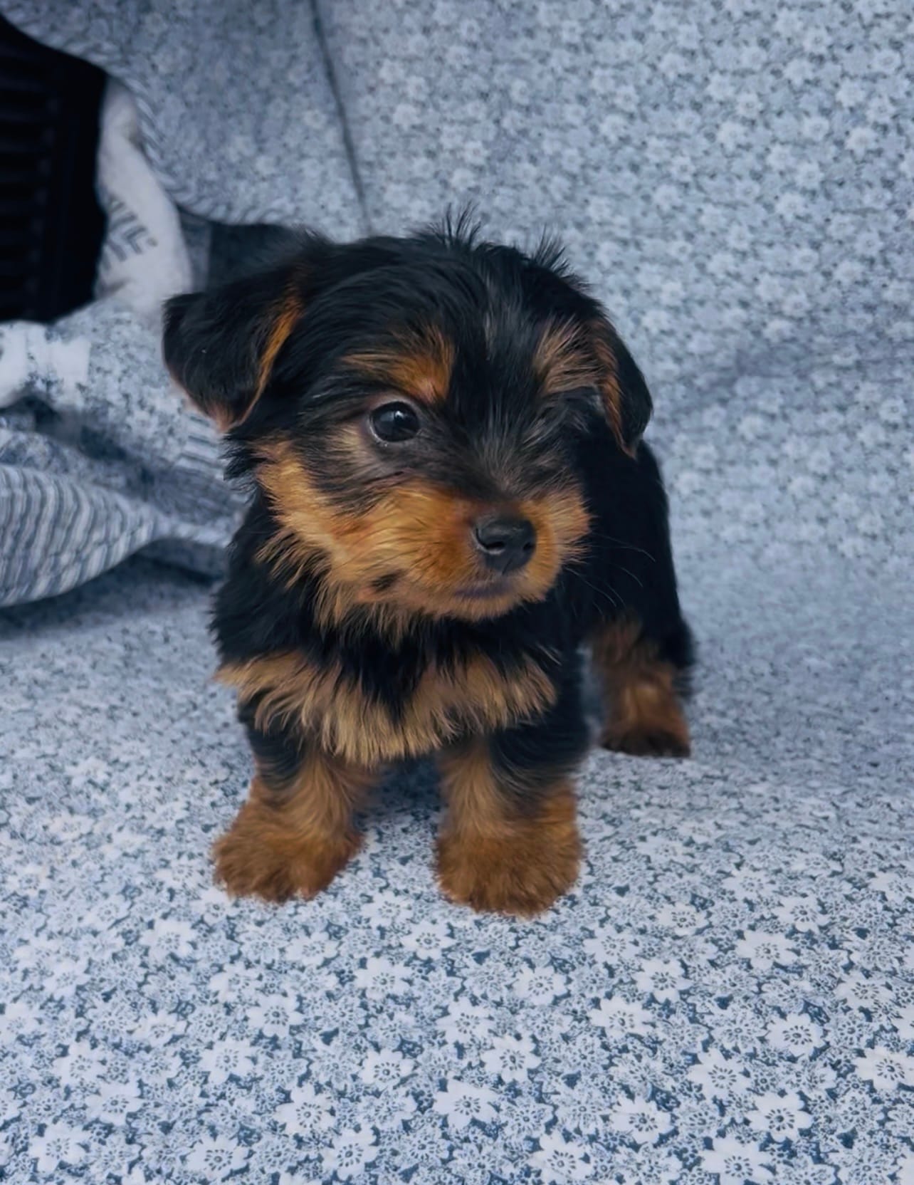 Mila  – Yorkshire Terrier puppy for sale in Elkton, KY