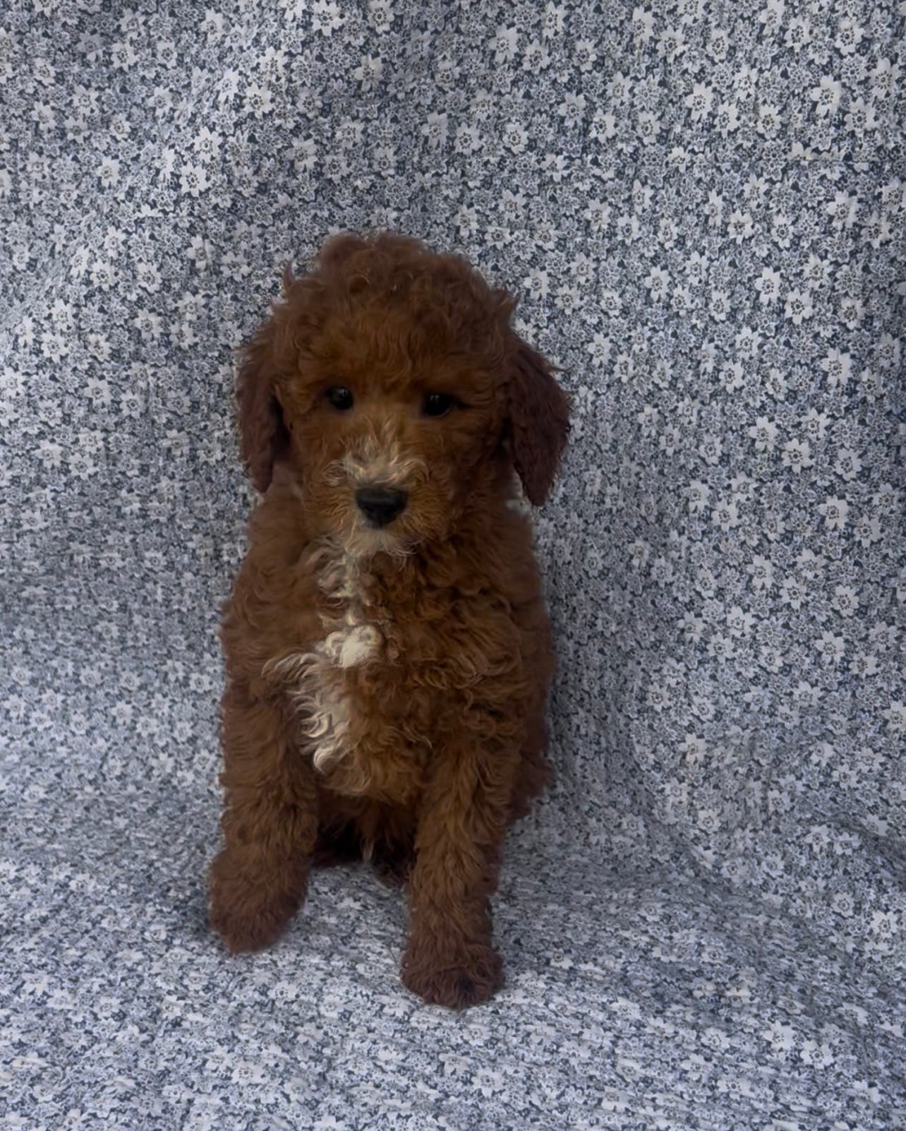 Elio  – Bichon Frise, Poodle - Miniature  puppy for sale in Elkton, KY