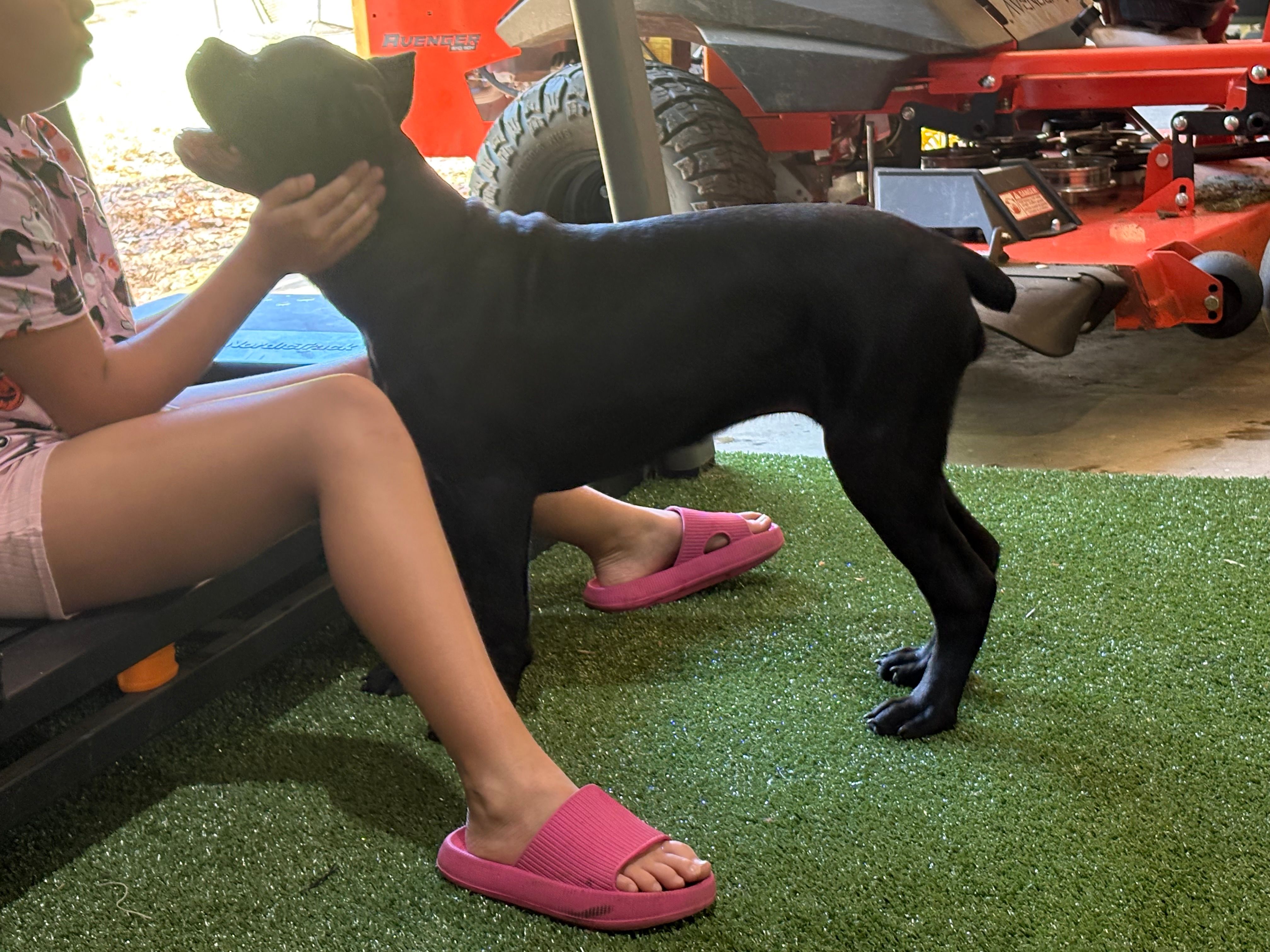 Mochi (ICCF) – Cane Corso puppy for sale in Montgomery, AL