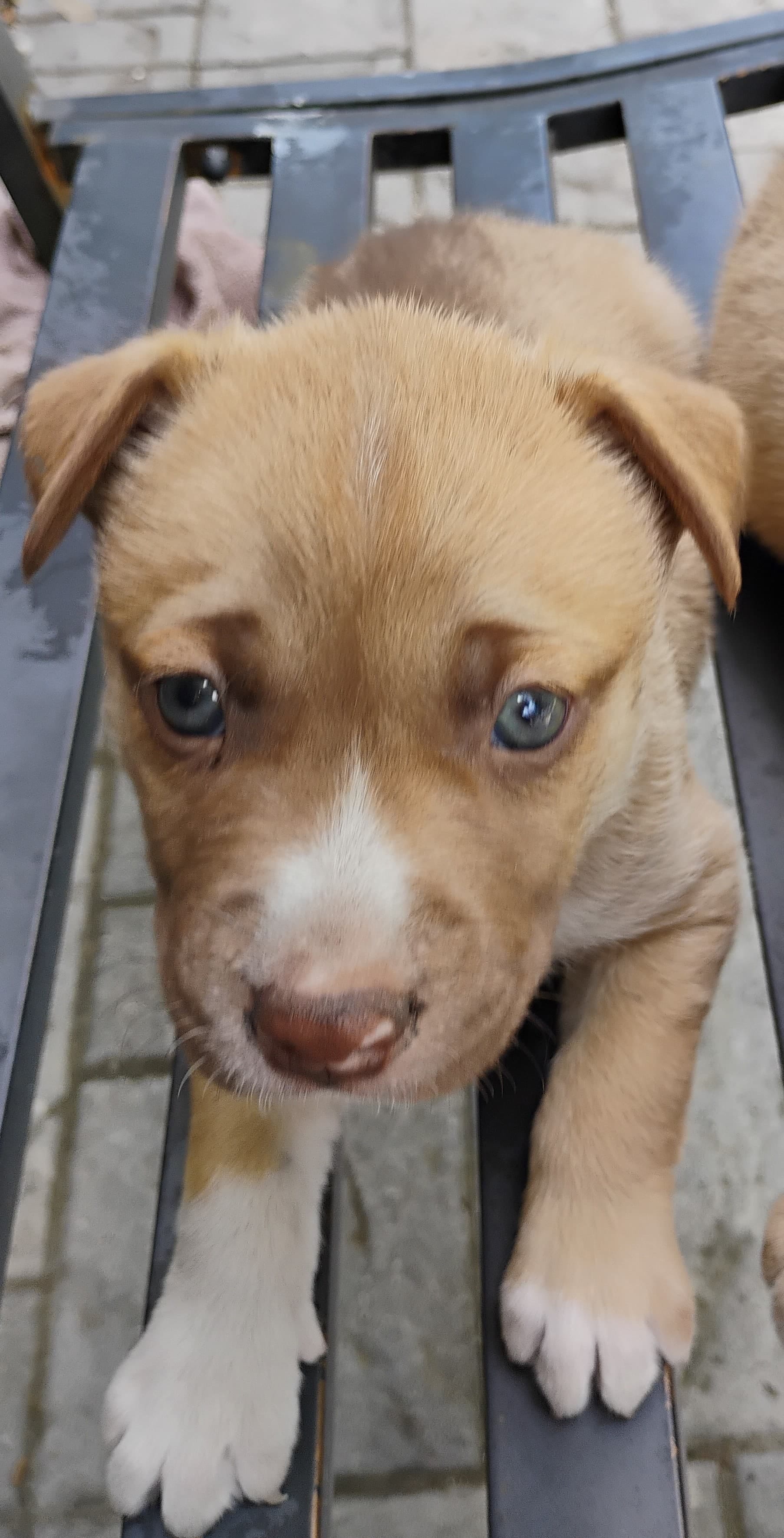 None  – Siberian Husky, American Pit Bull Terrier puppy for sale in Kissimmee, FL