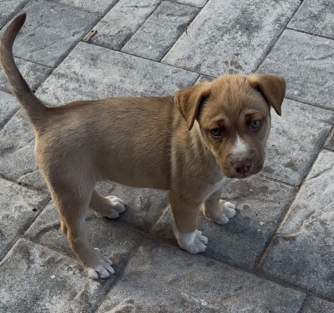 None  – Siberian Husky, American Pit Bull Terrier puppy for sale in Kissimmee, FL