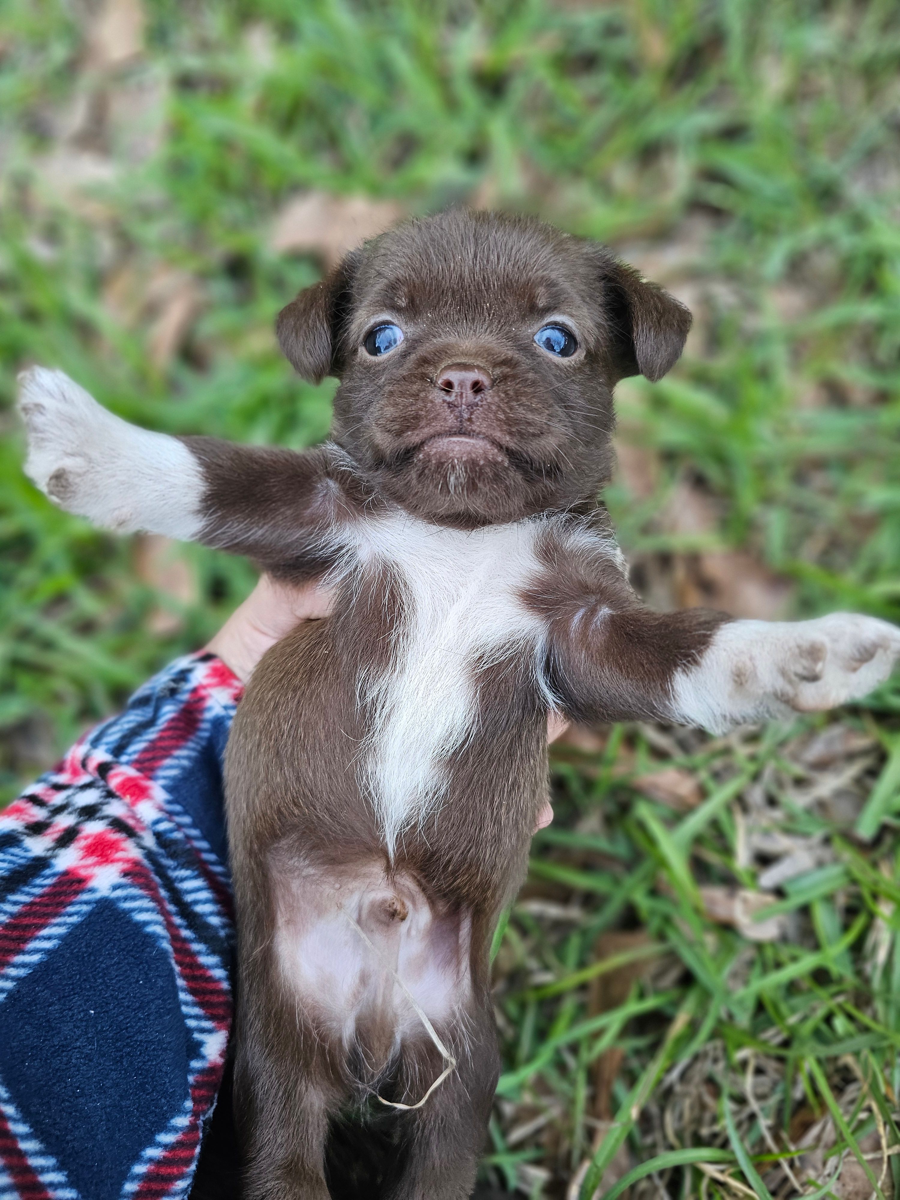 Chorkie male – Chihuahua, Shorkie puppy for sale in Millry, AL