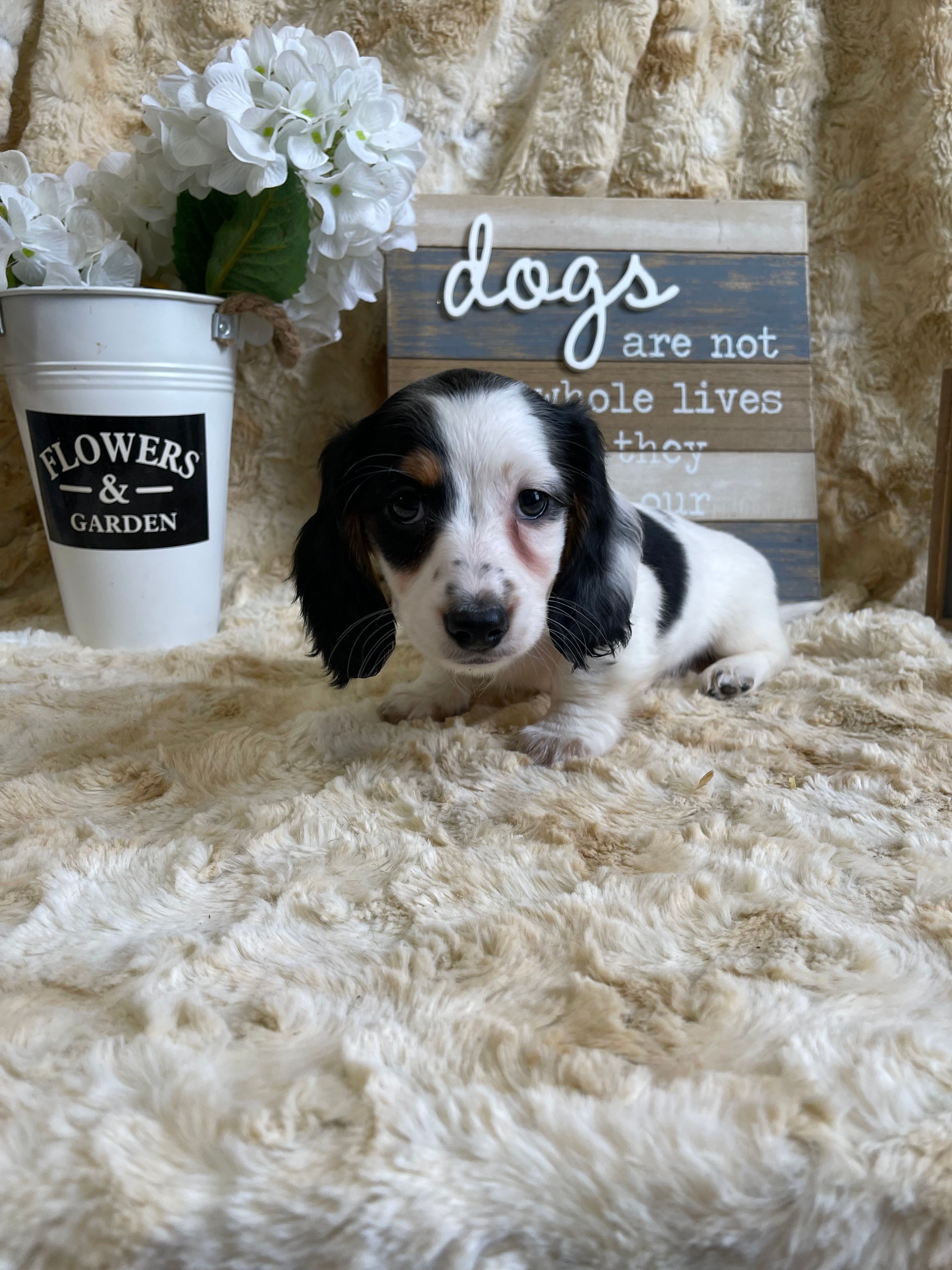 Snoopy – Miniature Dachshund puppy for sale in Newton, IA