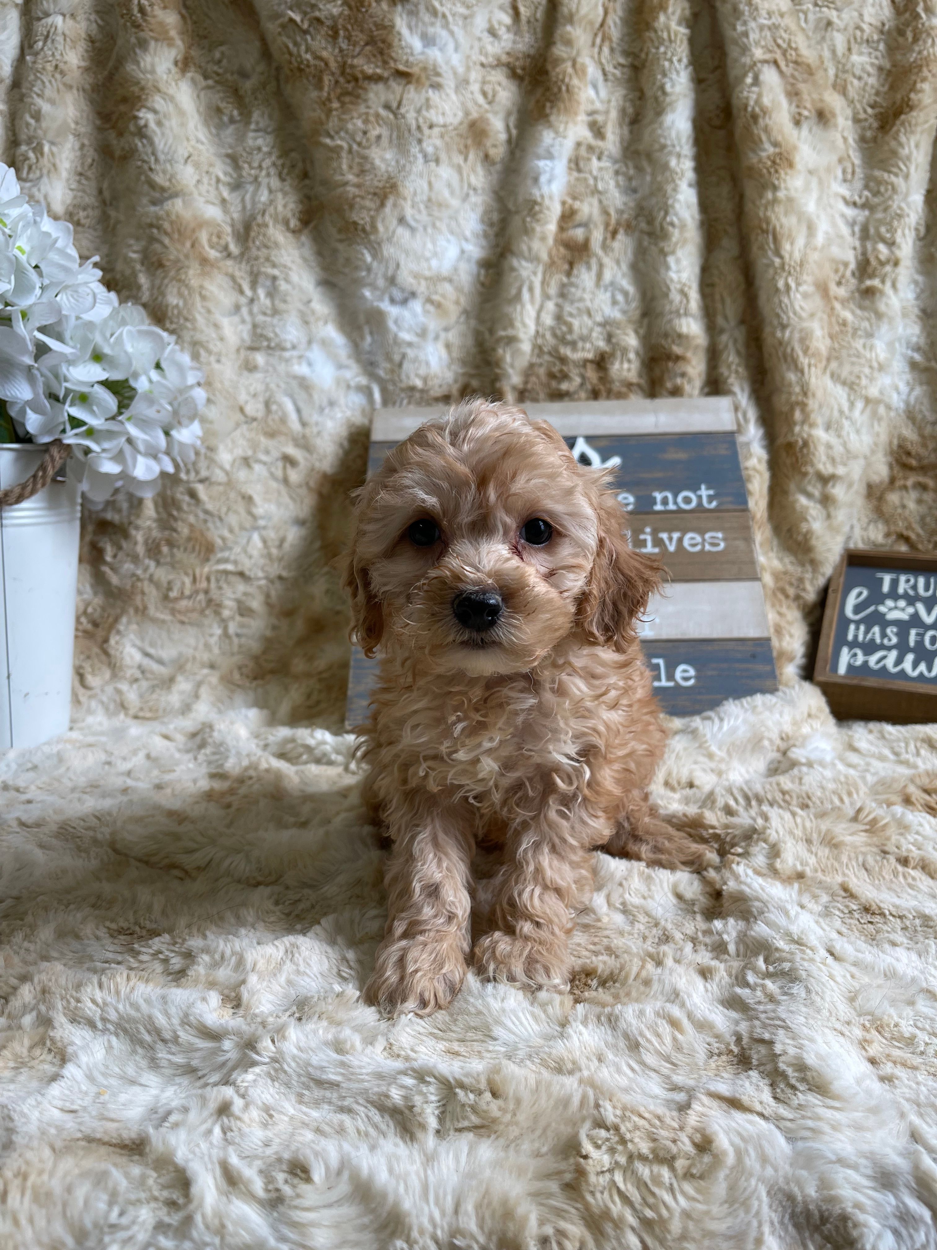 Knick-Knack – Cockapoo puppy for sale in Newton, IA