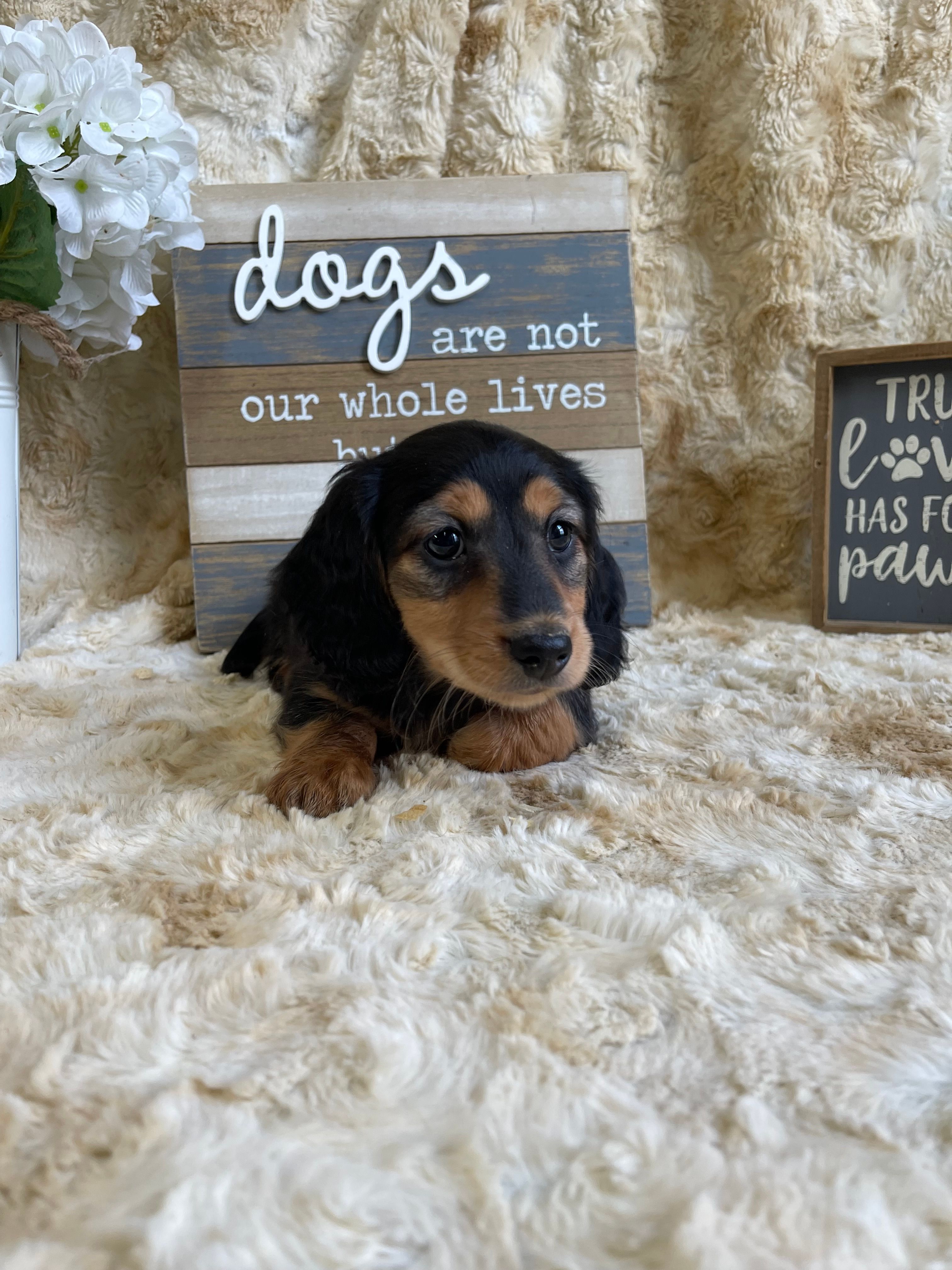 Ted – Miniature Dachshund puppy for sale in Newton, IA