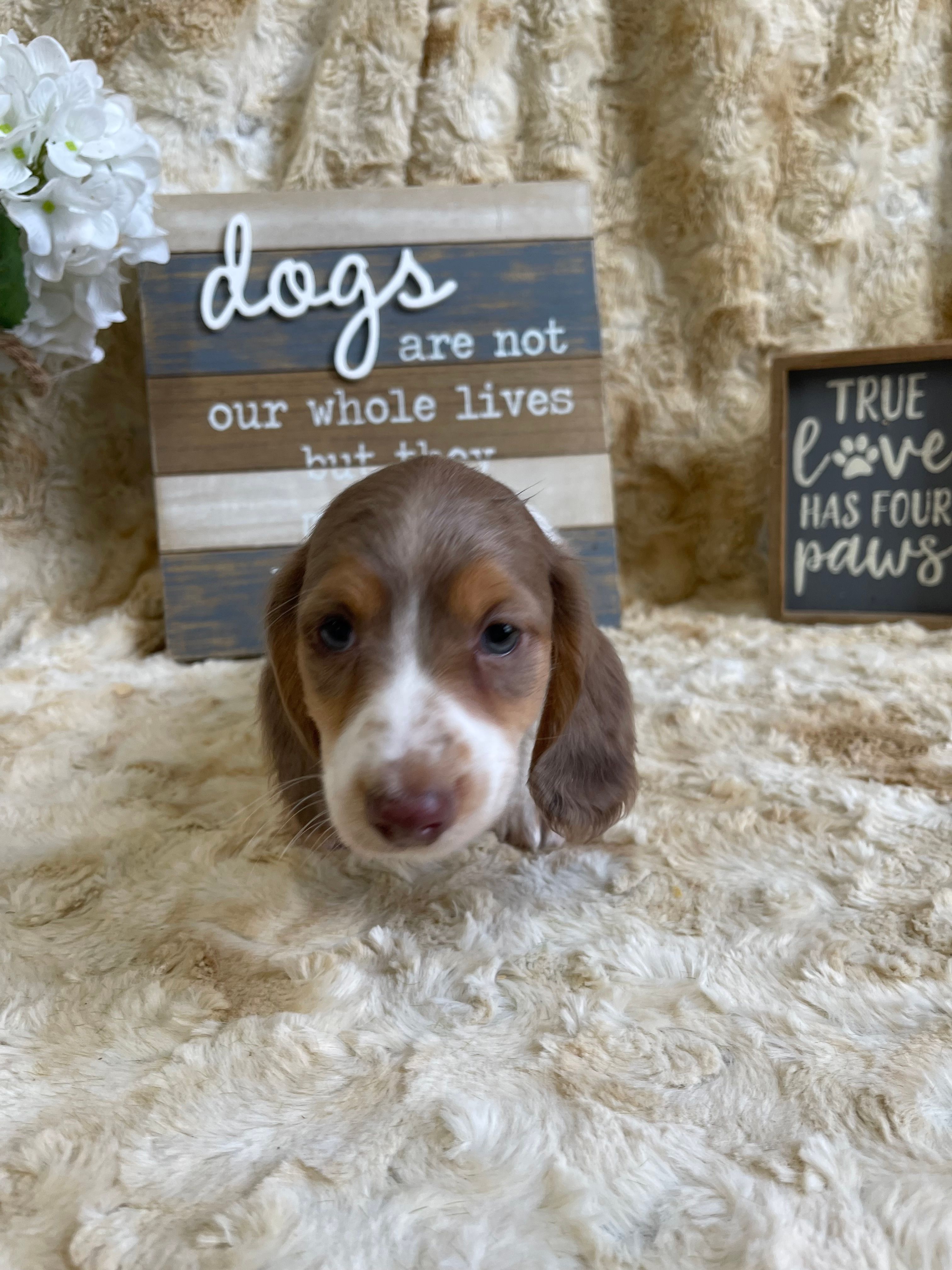 Hudson – Miniature Dachshund puppy for sale in Newton, IA