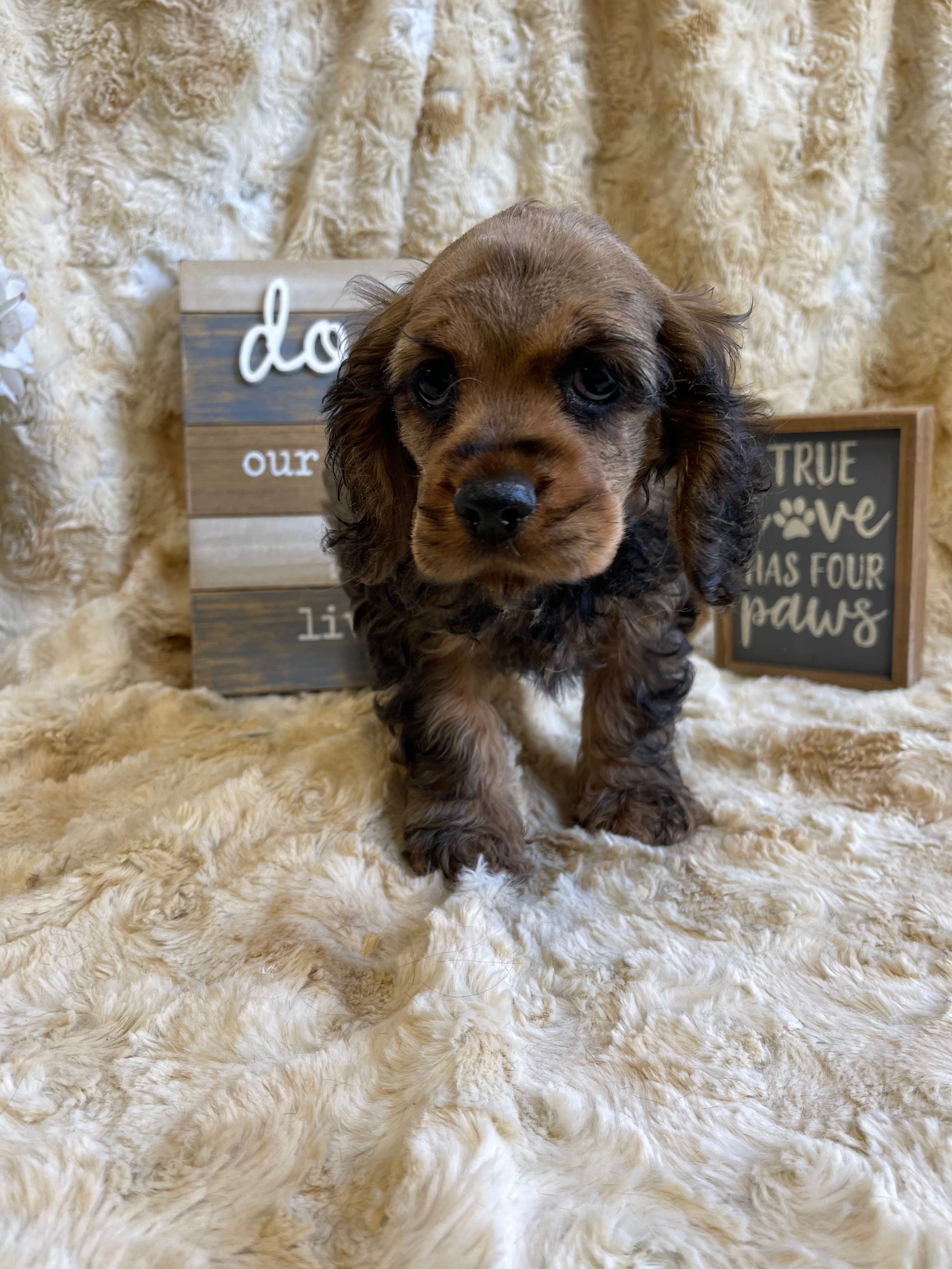 Jazmine  – Cocker Spaniel puppy for sale in Newton, IA