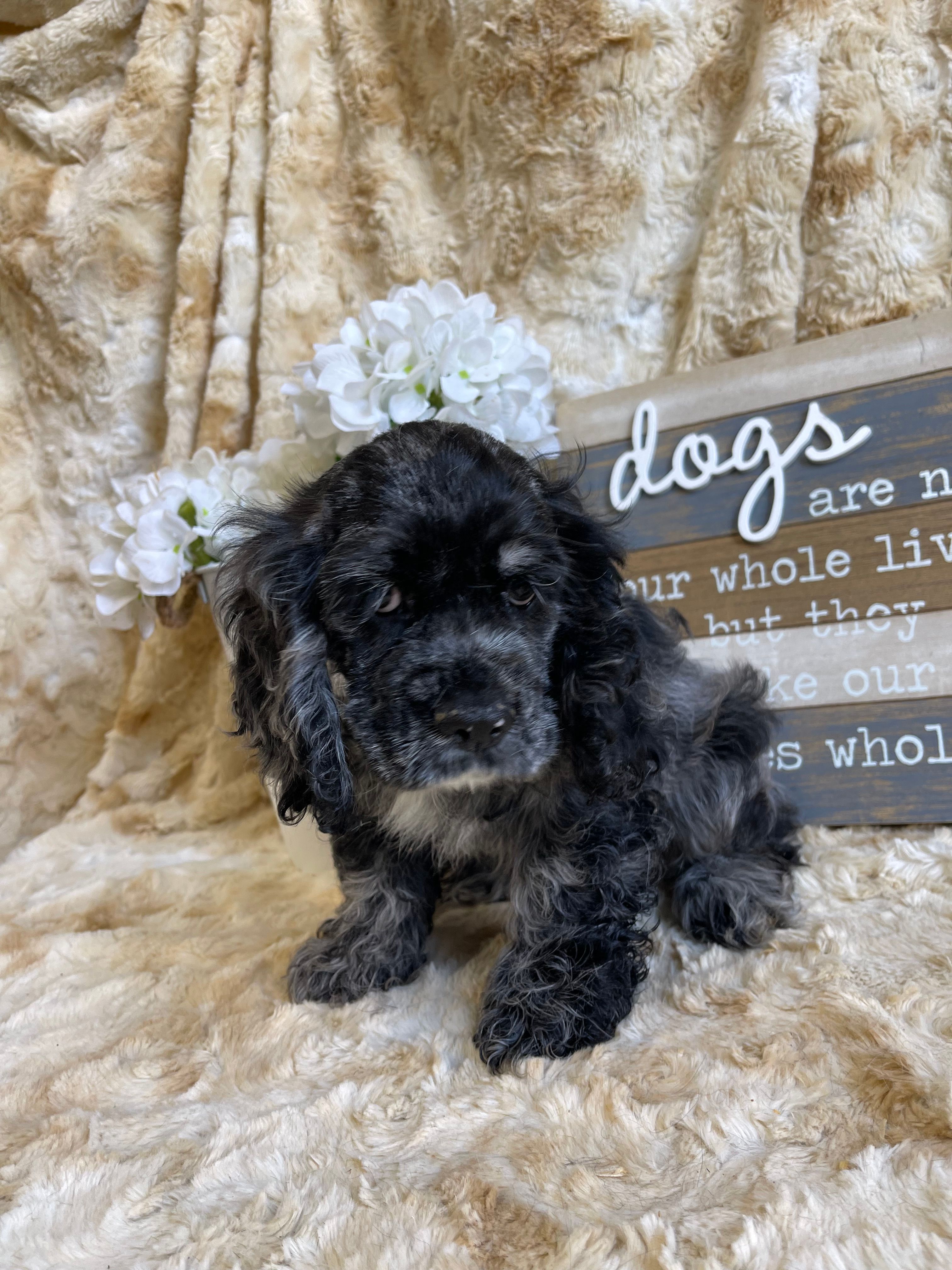 Cassinova – Cocker Spaniel puppy for sale in Newton, IA