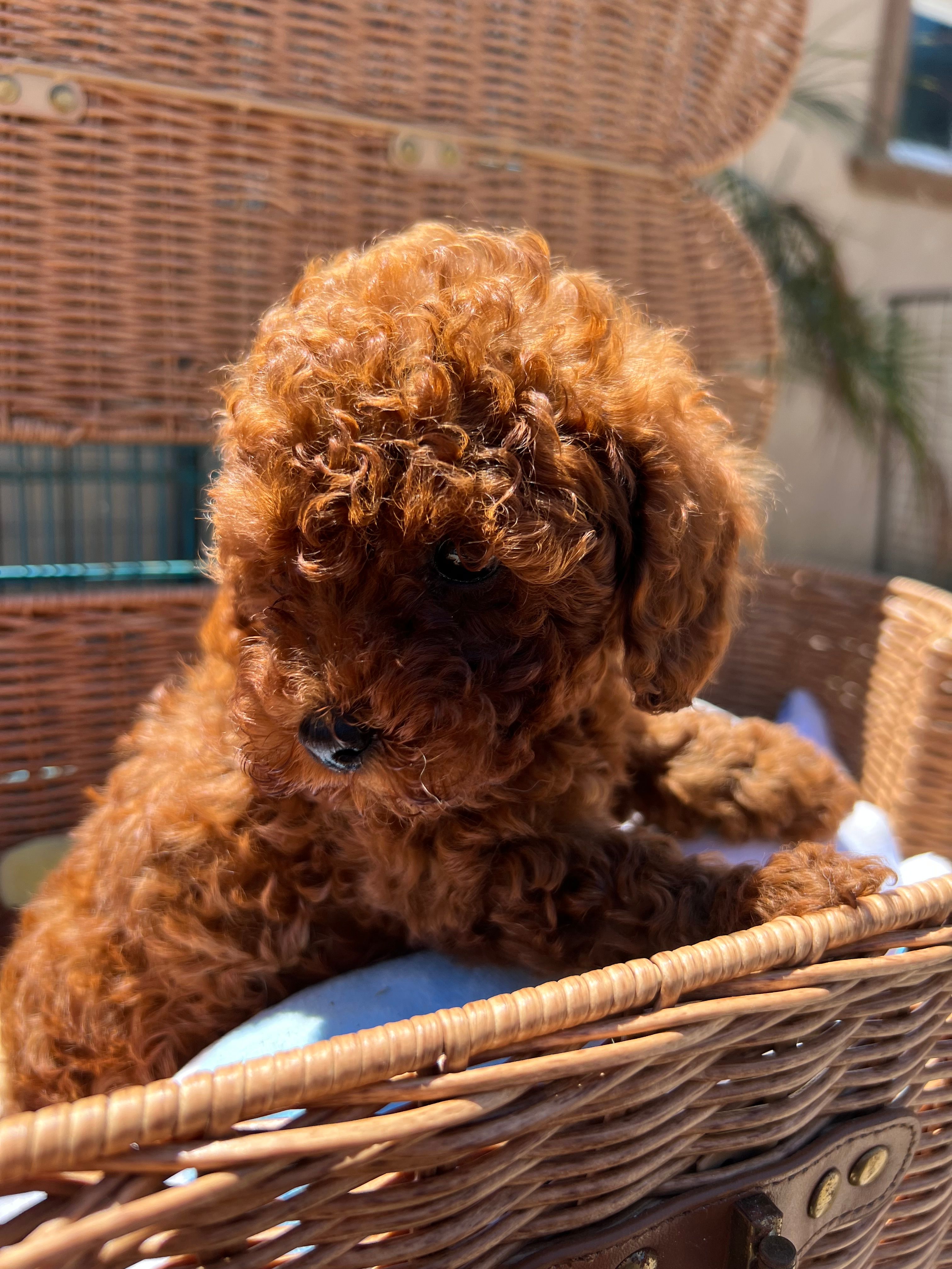 Sunny – Poodle - Toy  puppy for sale in Castroville, CA