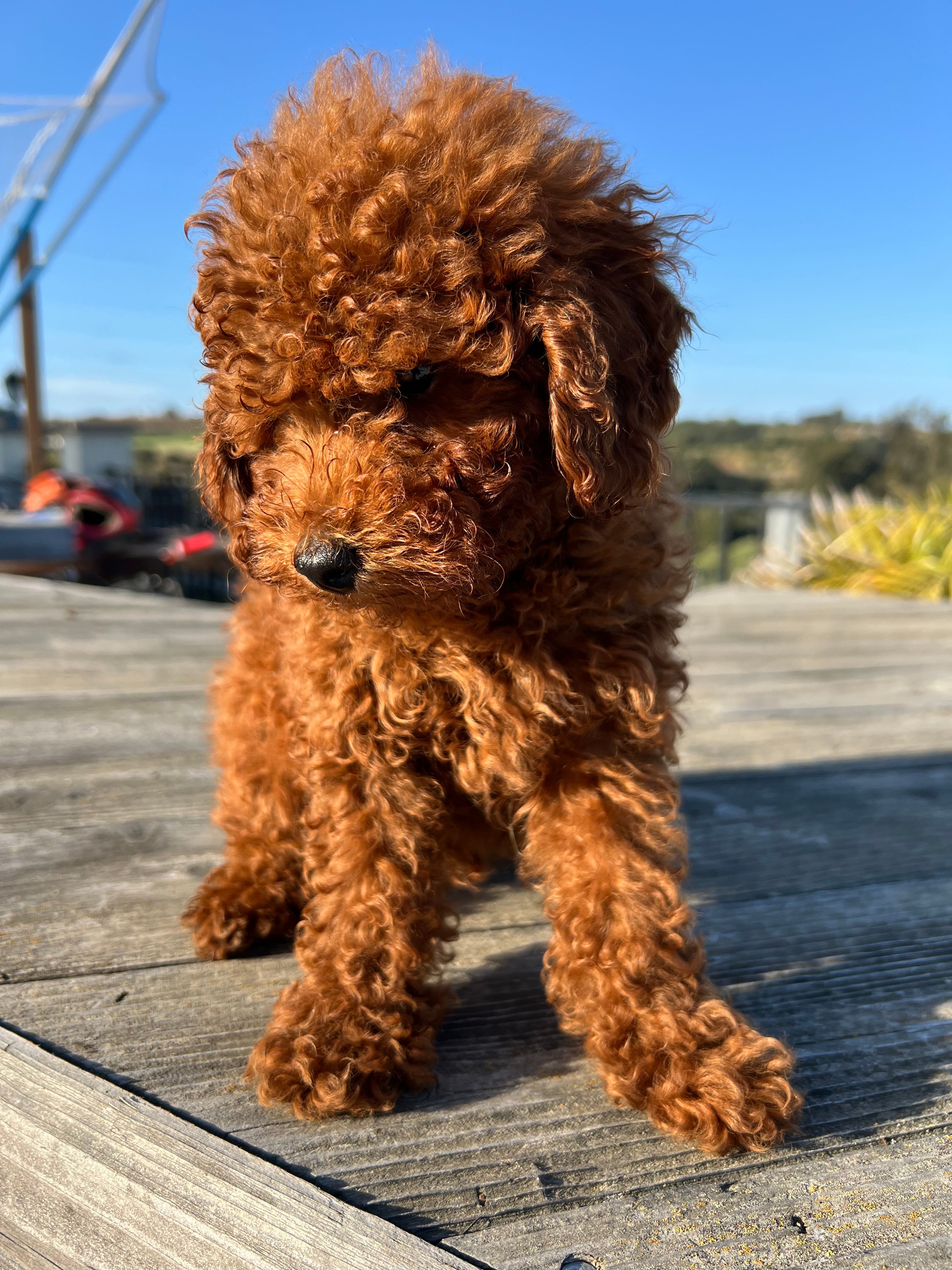 Romeo – Poodle - Toy  puppy for sale in Castroville, CA
