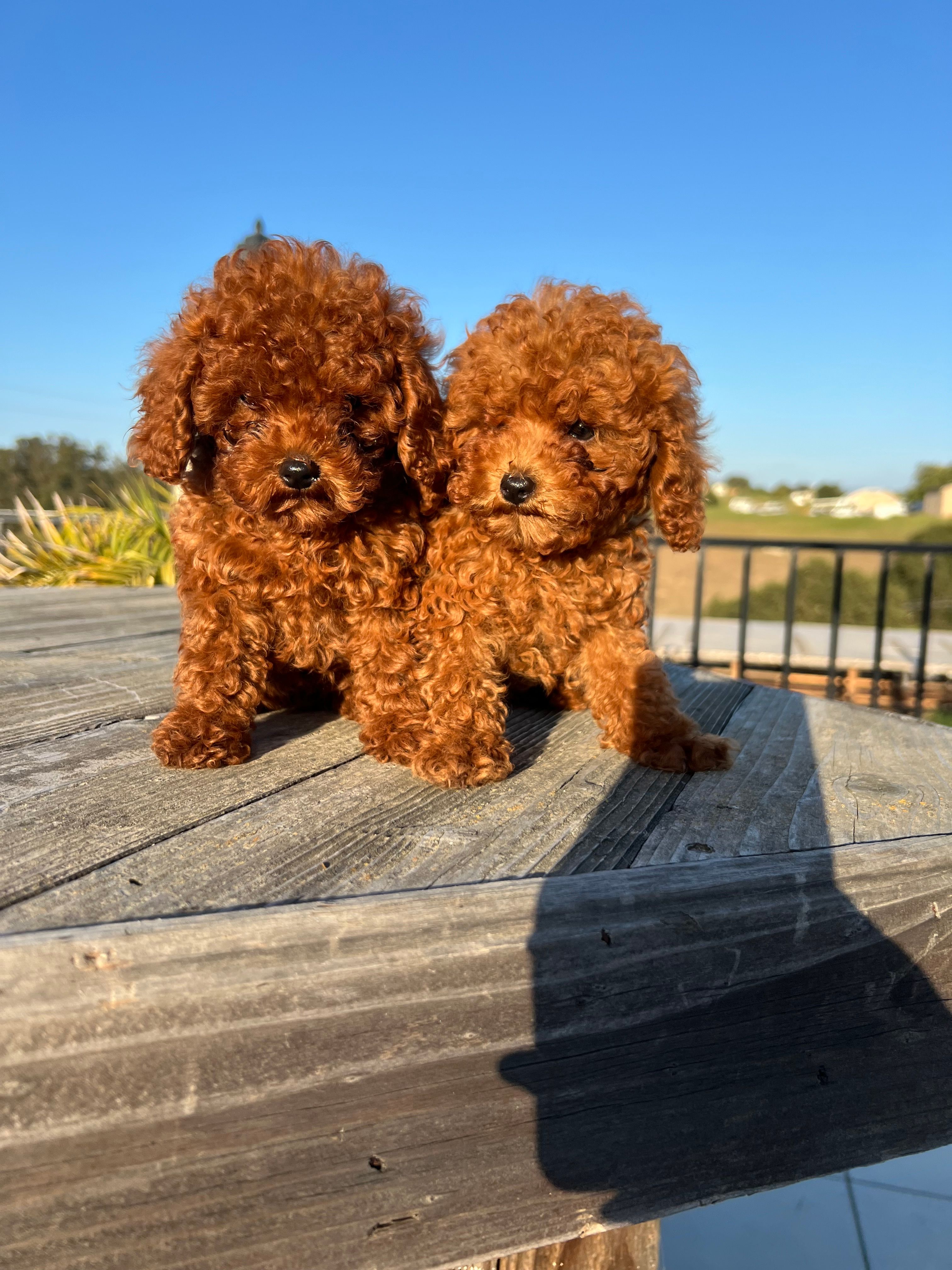 Rolly  – Poodle - Toy  puppy for sale in Castroville, CA