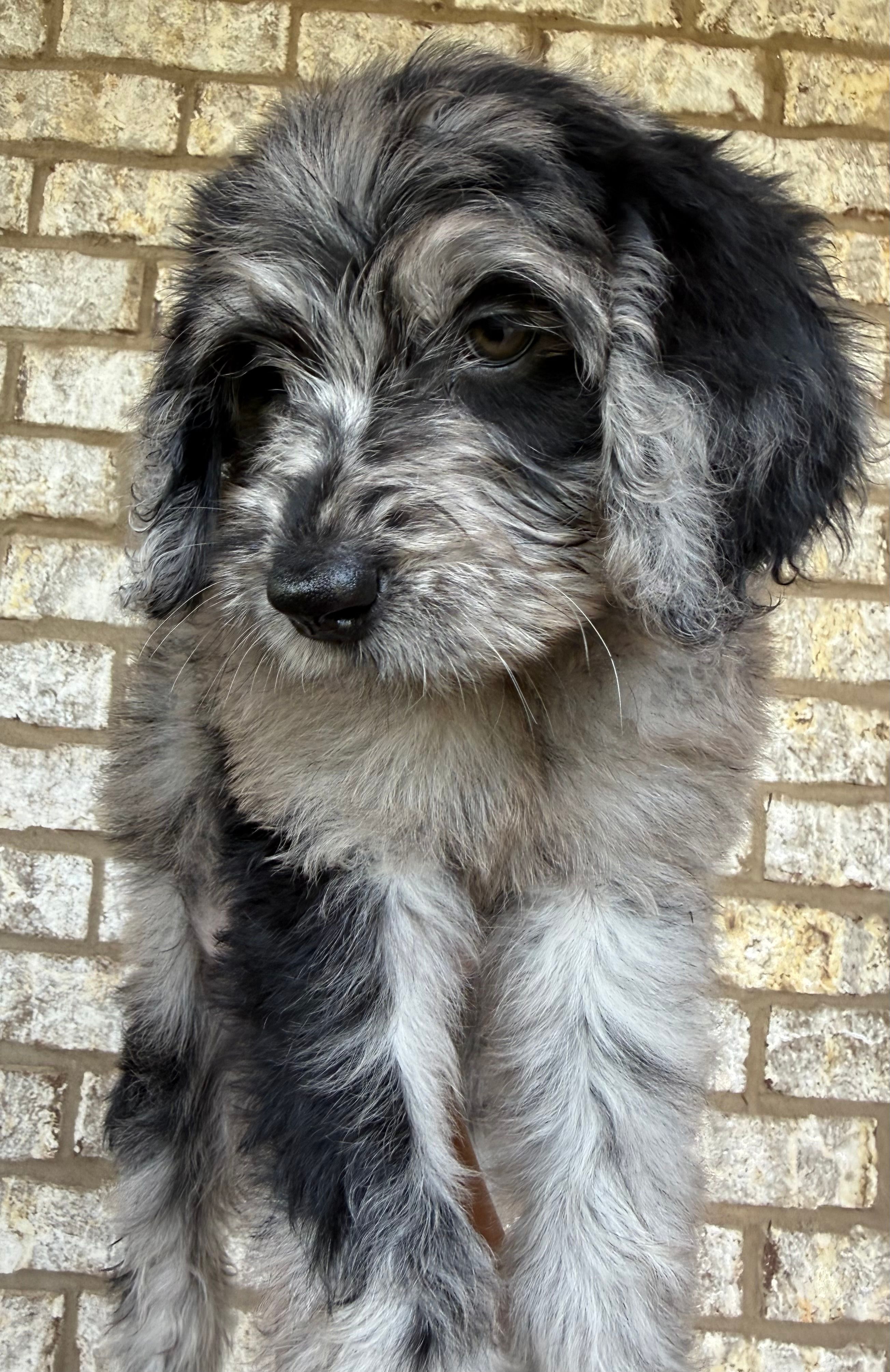 Maroon collar girl  – Goldendoodle puppy for sale in Atlanta, GA