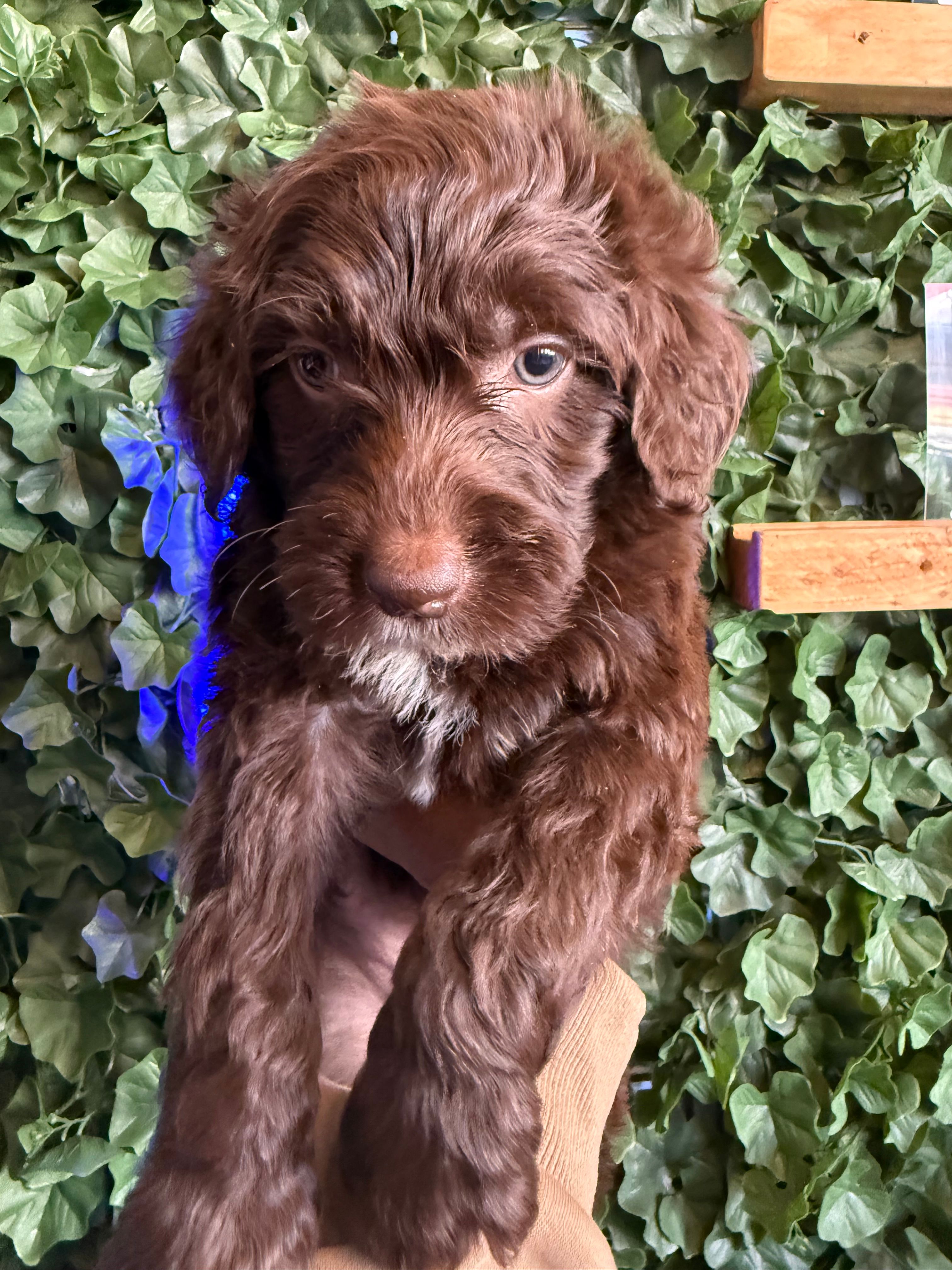 White collar female  – Goldendoodle puppy for sale in Atlanta, GA