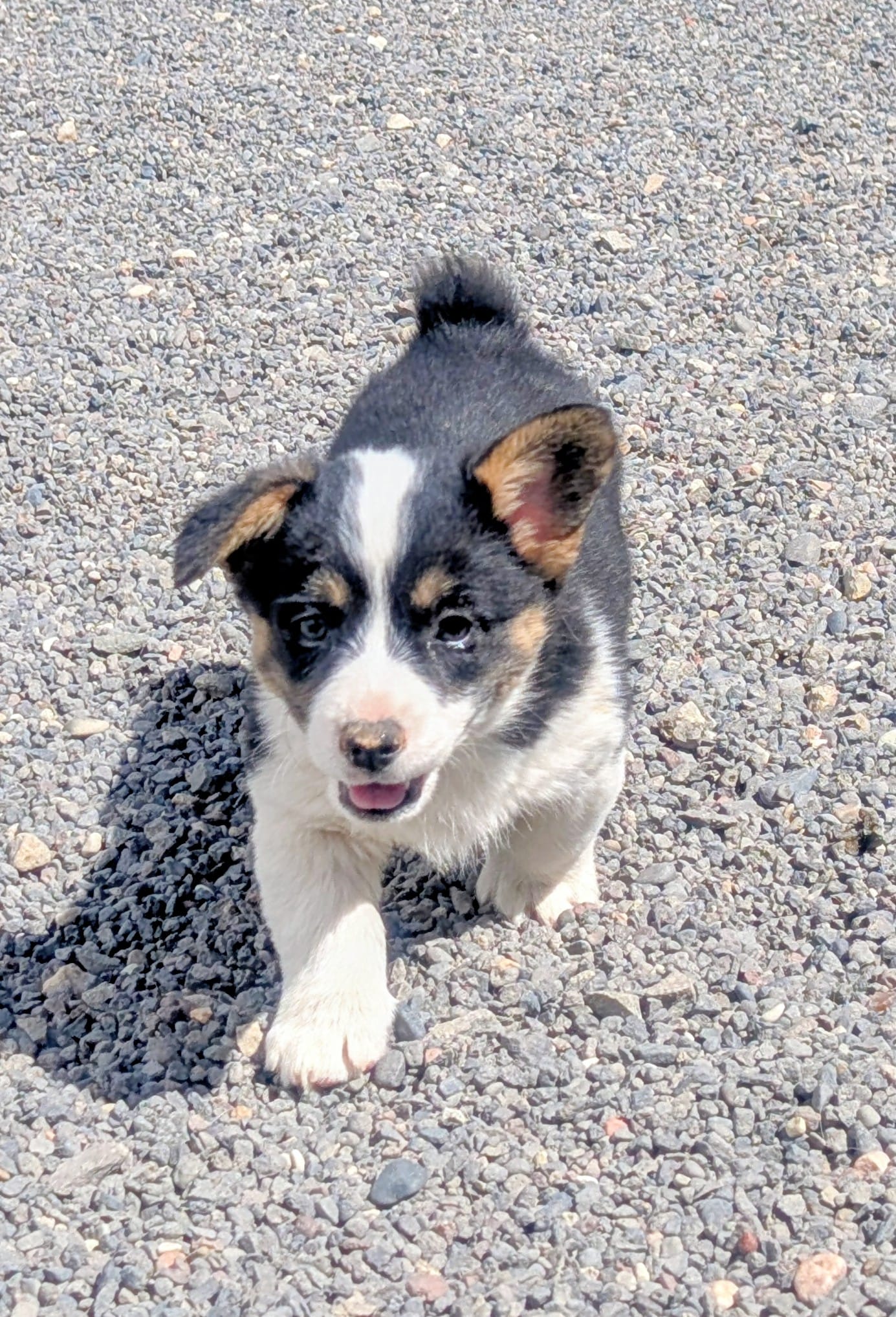 Blossom – Pembroke Welsh Corgi puppy for sale in Hotchkiss, CO
