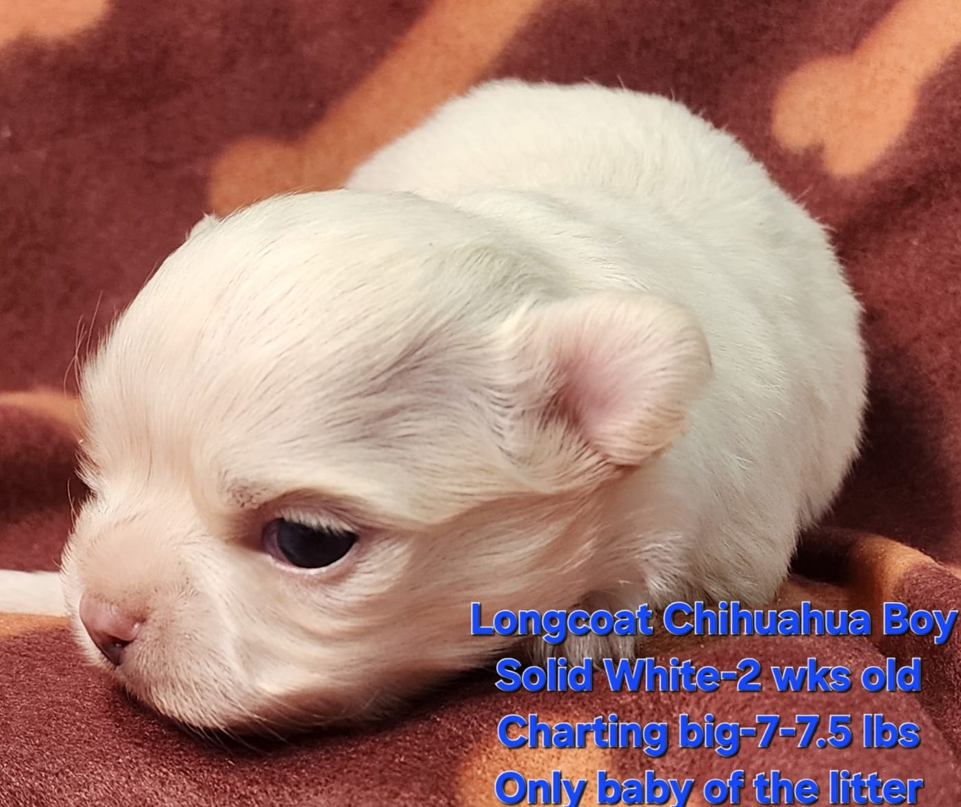 AKC Longcoat Chihuahua Boy – Chihuahua puppy for sale in Canton, TX