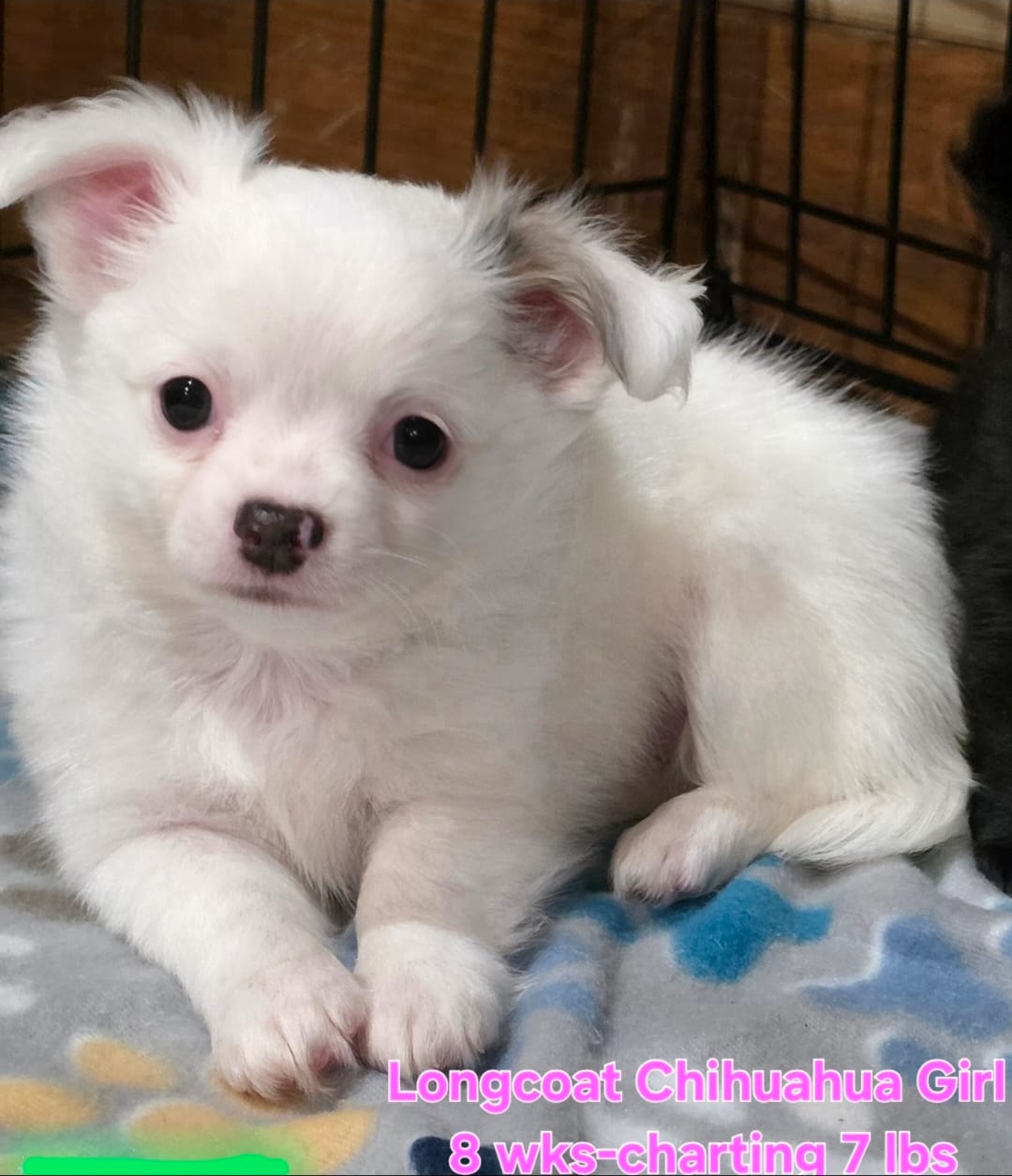 AKC Longcoat Chihuahua Girl  – Chihuahua puppy for sale in Canton, TX