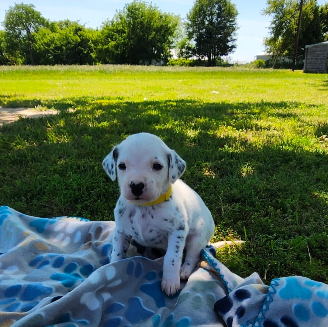 Dalmatian Yellow Boy – Dalmatian puppy for sale in Canton, TX