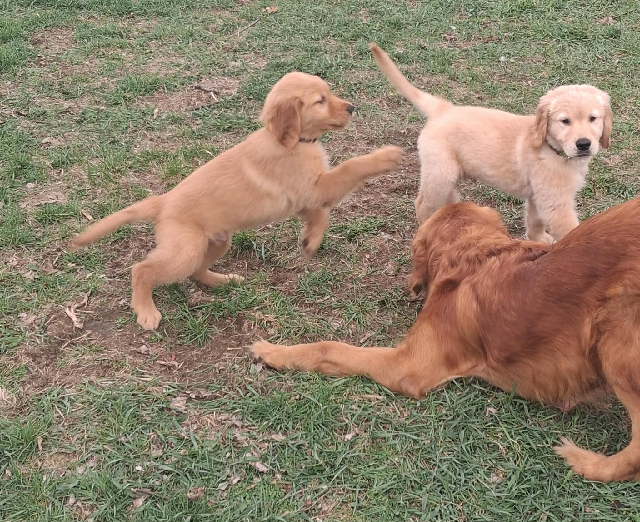 Bella's Beauty's – Golden Retriever puppy for sale in Westland, MI