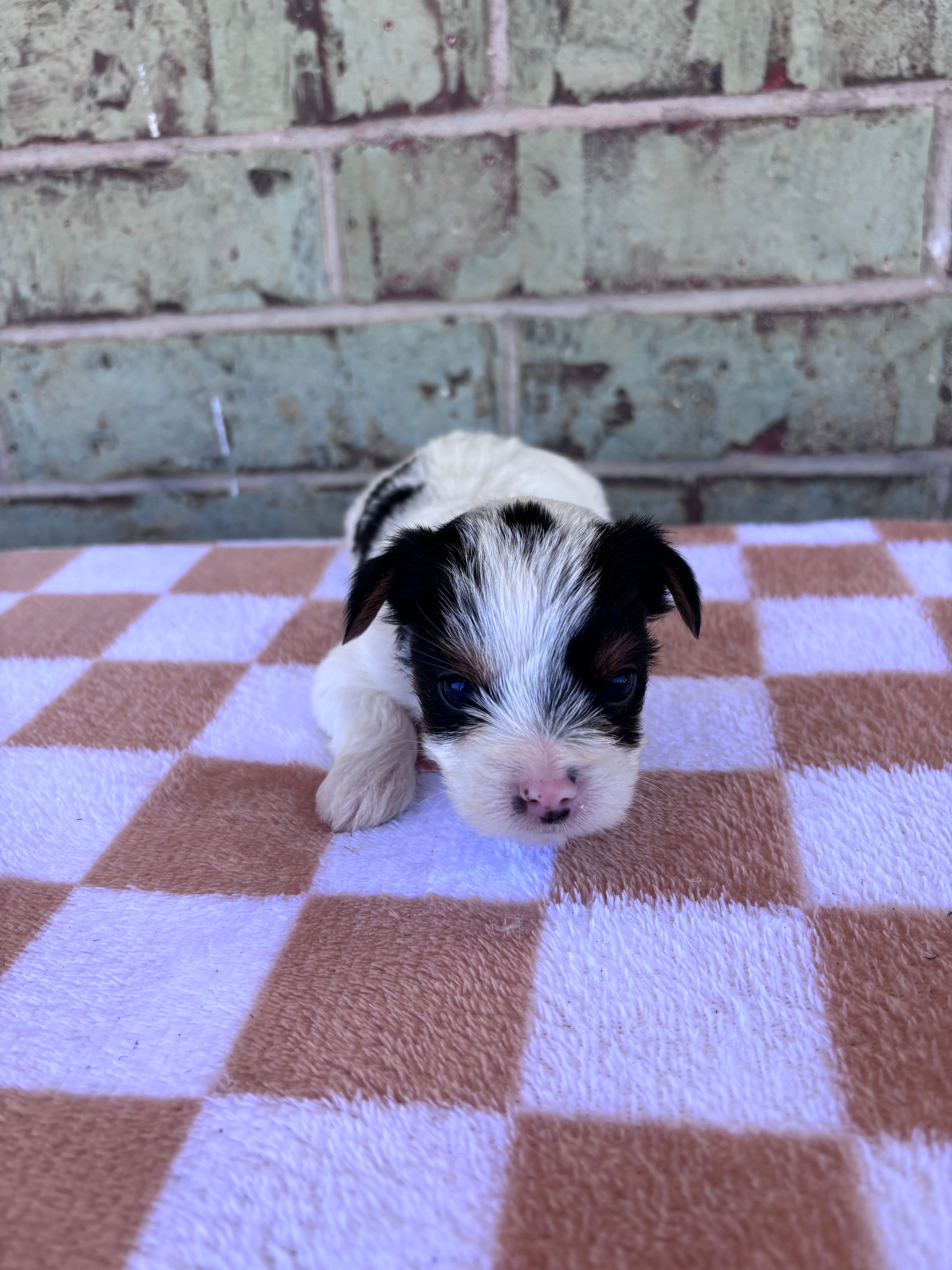 Maple – Yorkshire Terrier puppy for sale in Houston, TX