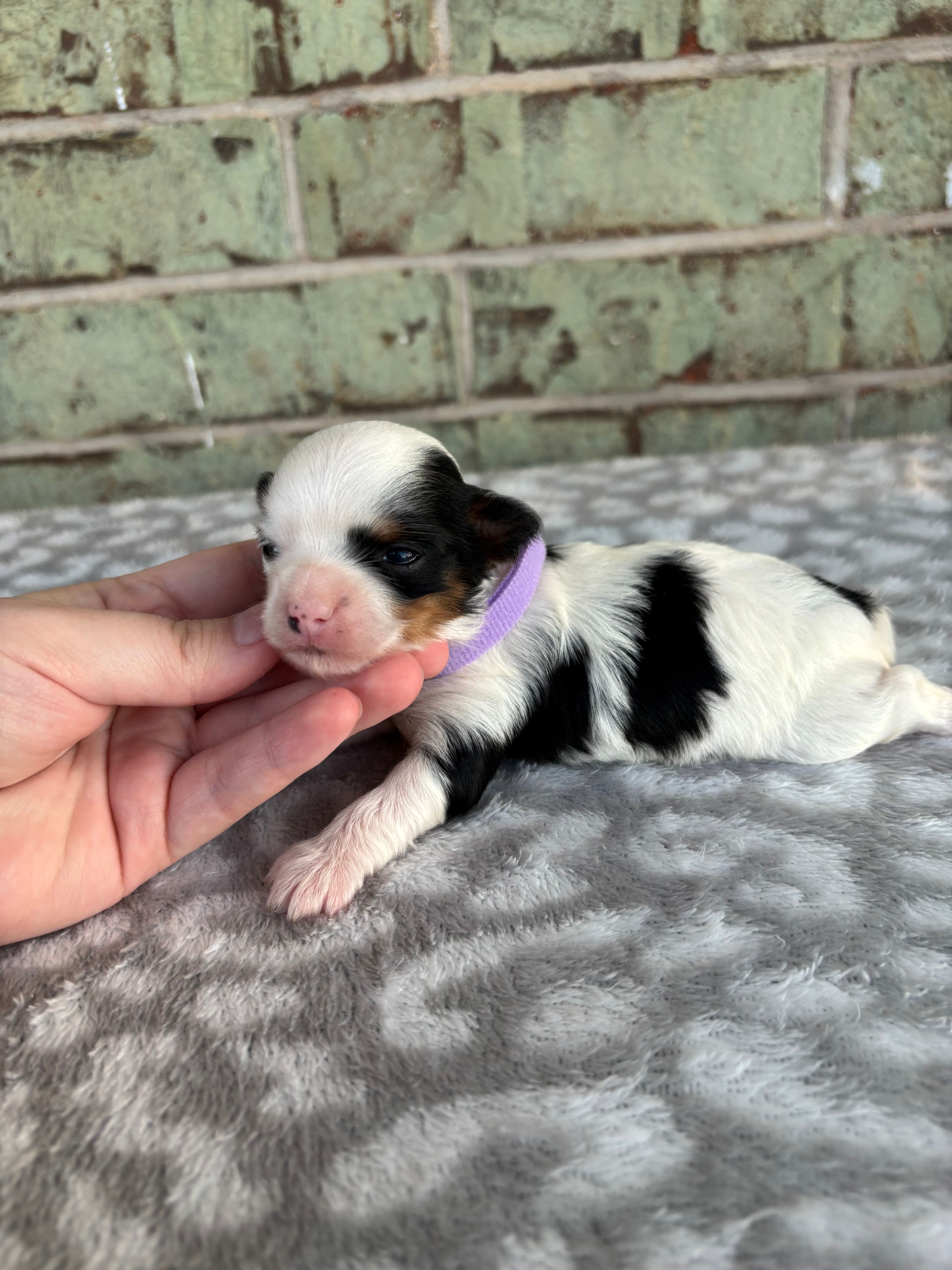 Claire – Yorkshire Terrier puppy for sale in Dallas, TX