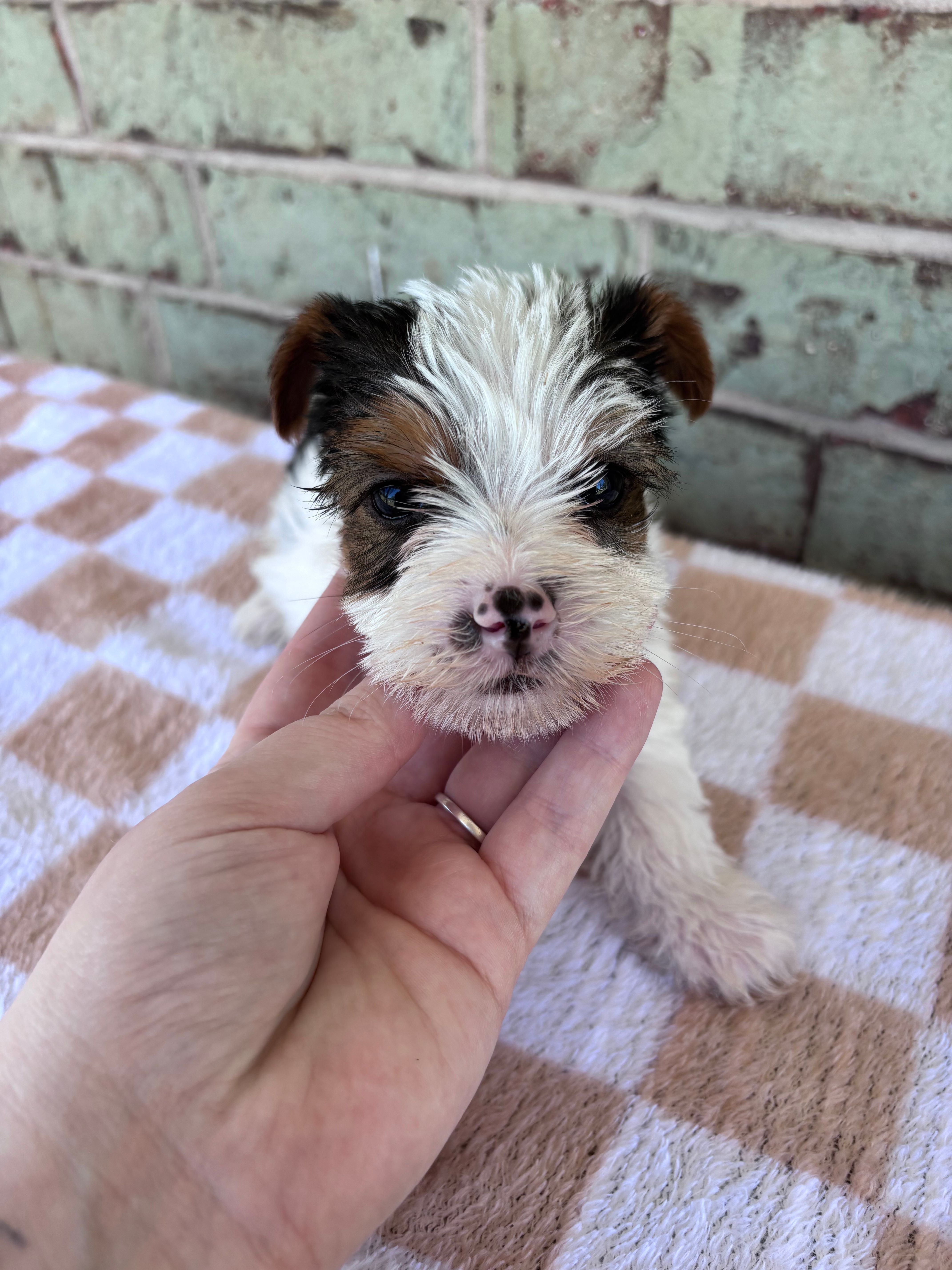 ACA Moose – Yorkshire Terrier puppy for sale in The Woodlands, TX
