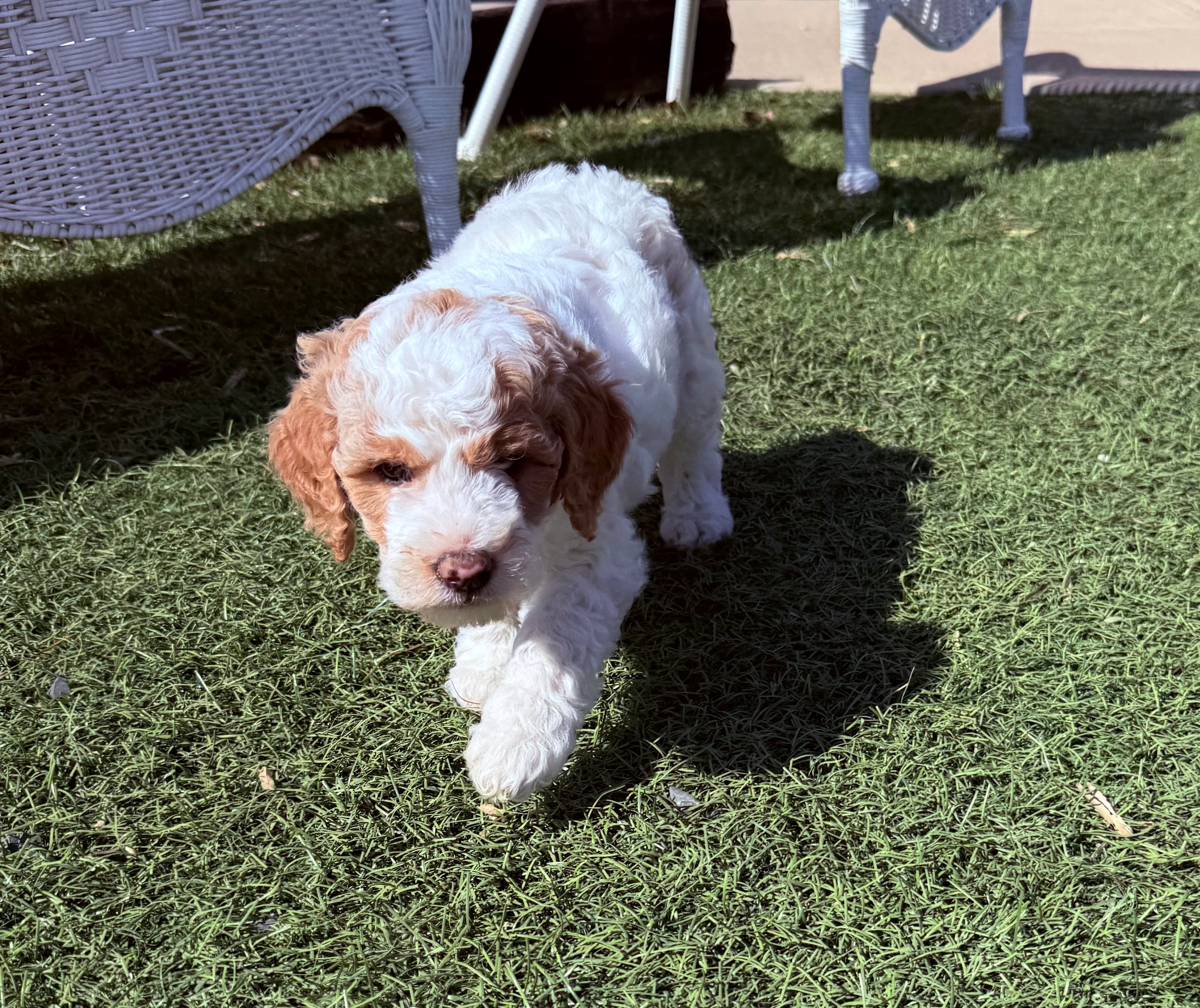 Puff – Miniature Goldendoodle puppy for sale in New London, NC