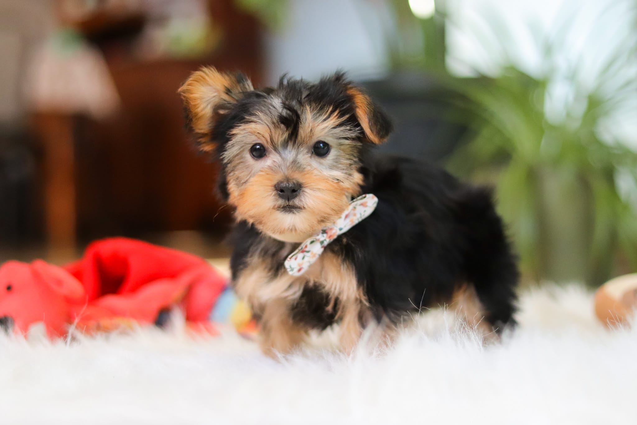 Hailey – Yorkshire Terrier puppy for sale in Baltic, OH