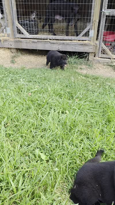 Black male 2, a male German Shepherd Dog for sale in Wayside, WV – 2 of 3
