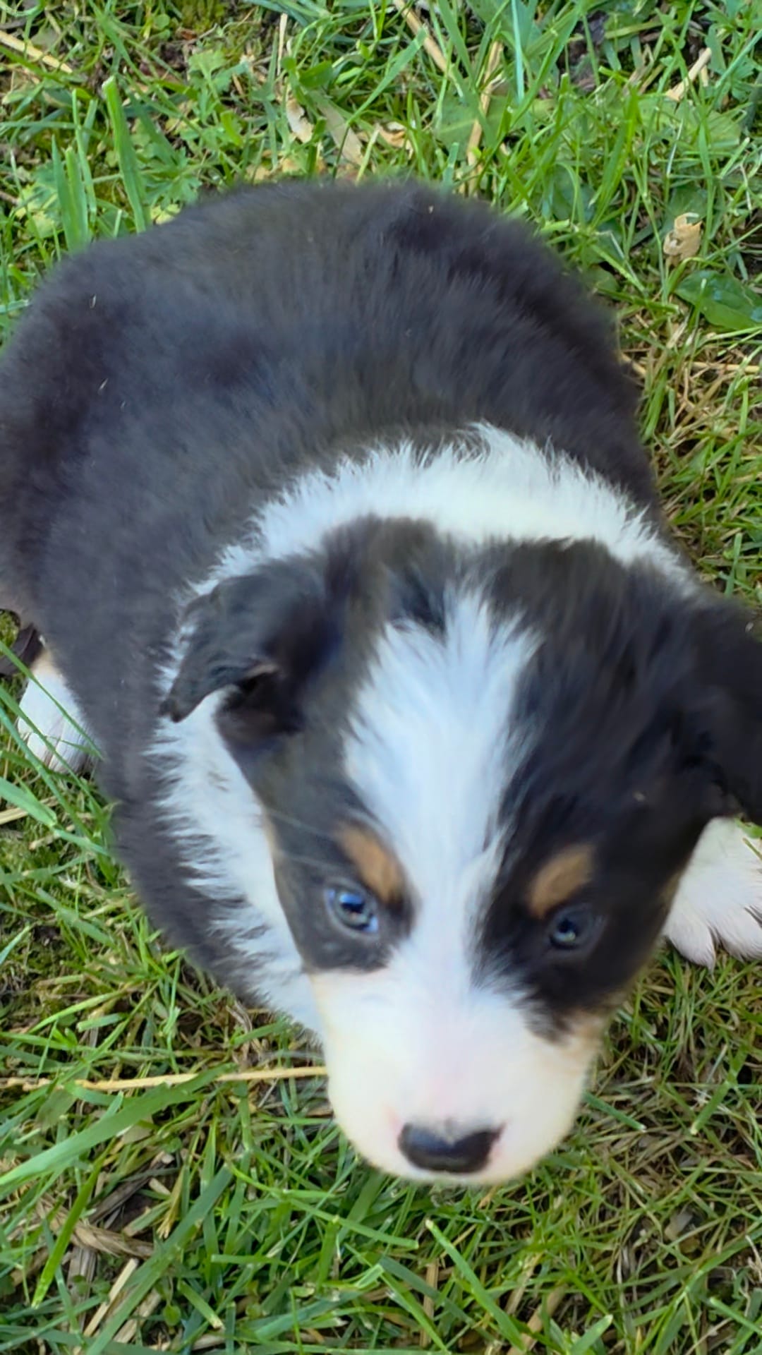 Black tri female  – Australian Shepherd puppy for sale in Wayside, WV